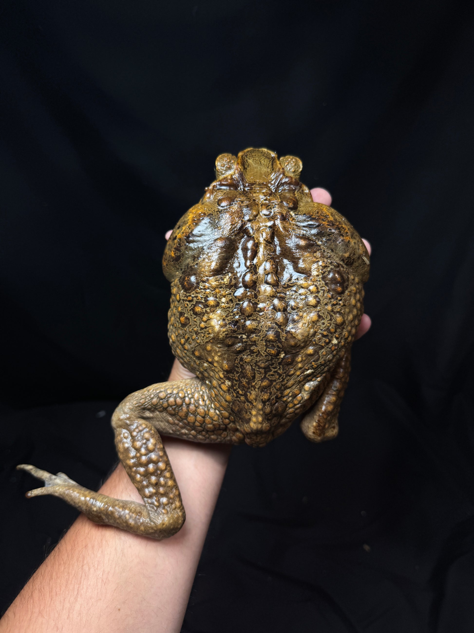 #1 XXL Marine Toad!
