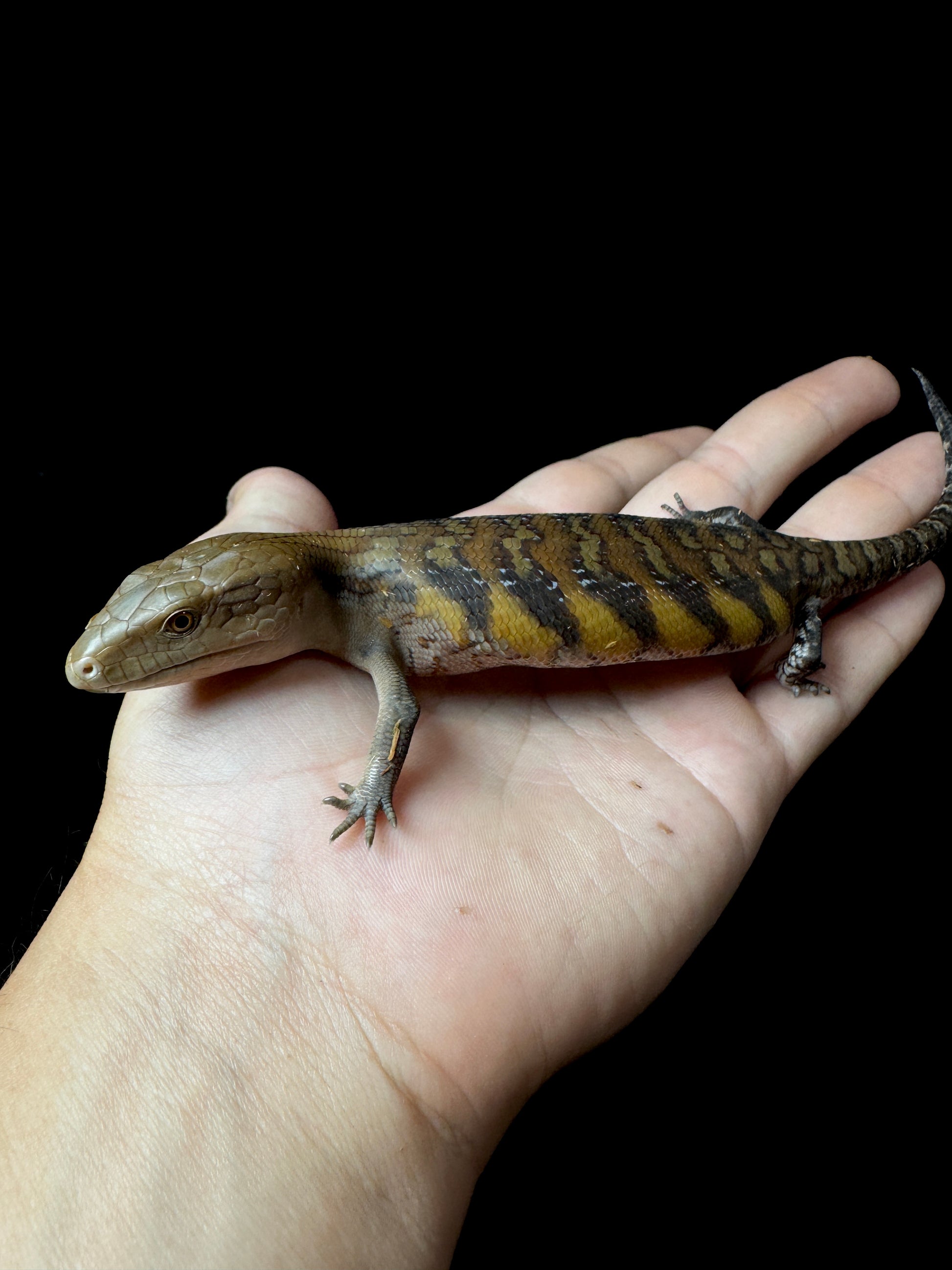 #9 USACB High Orange Northern Blue Tongue Skink