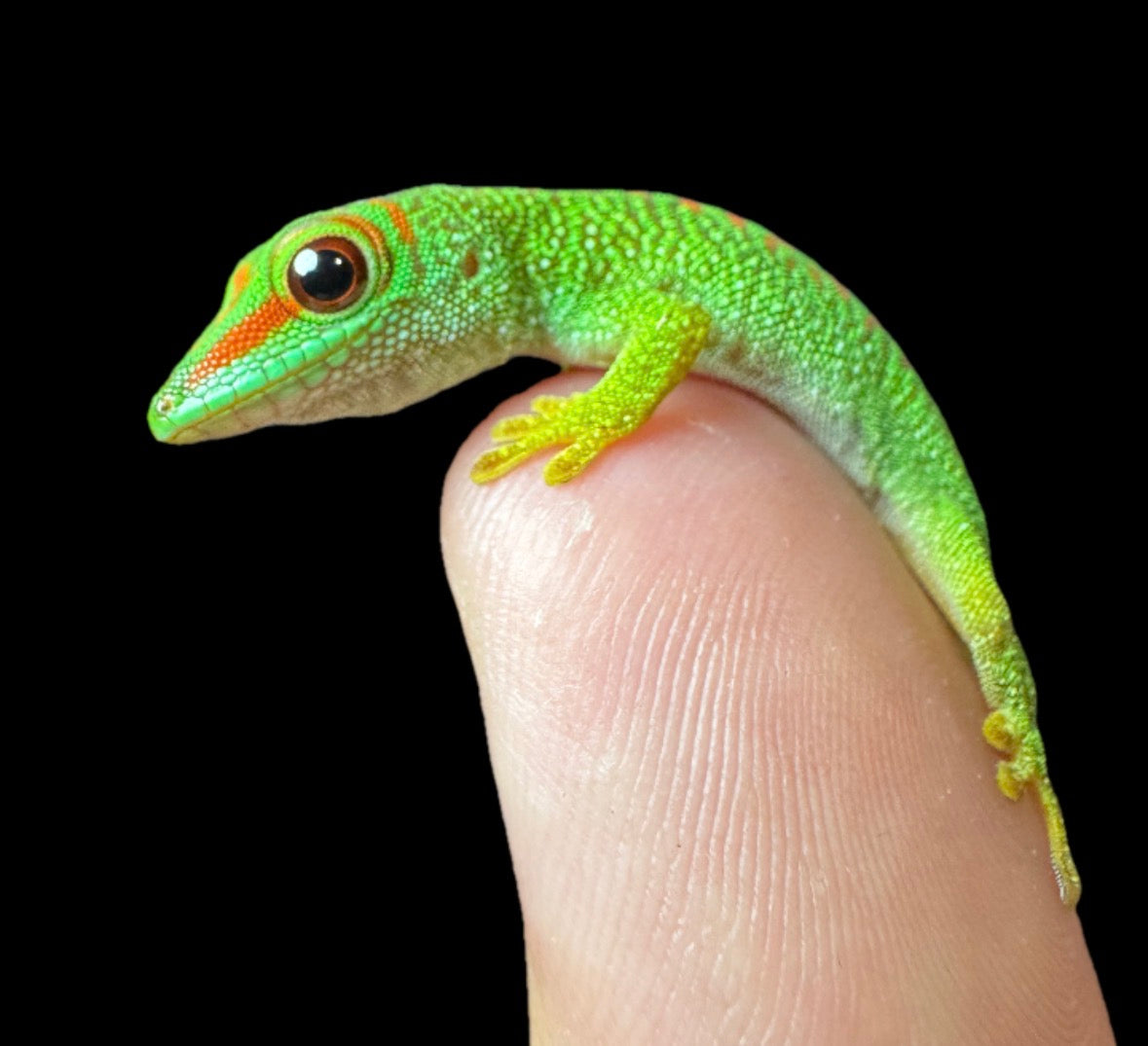 High Red Day Gecko