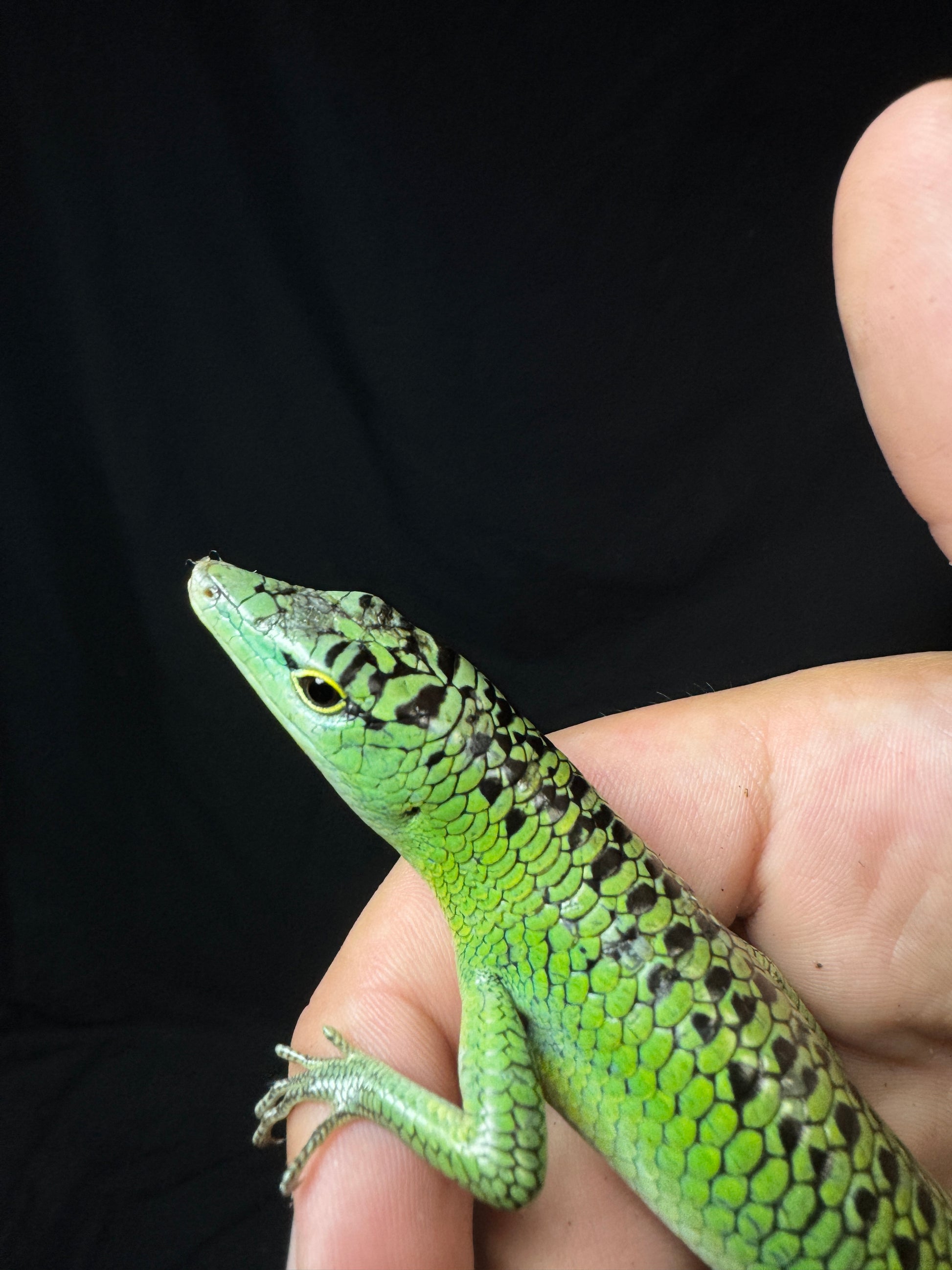 #4 Male Emerald Tree Skink