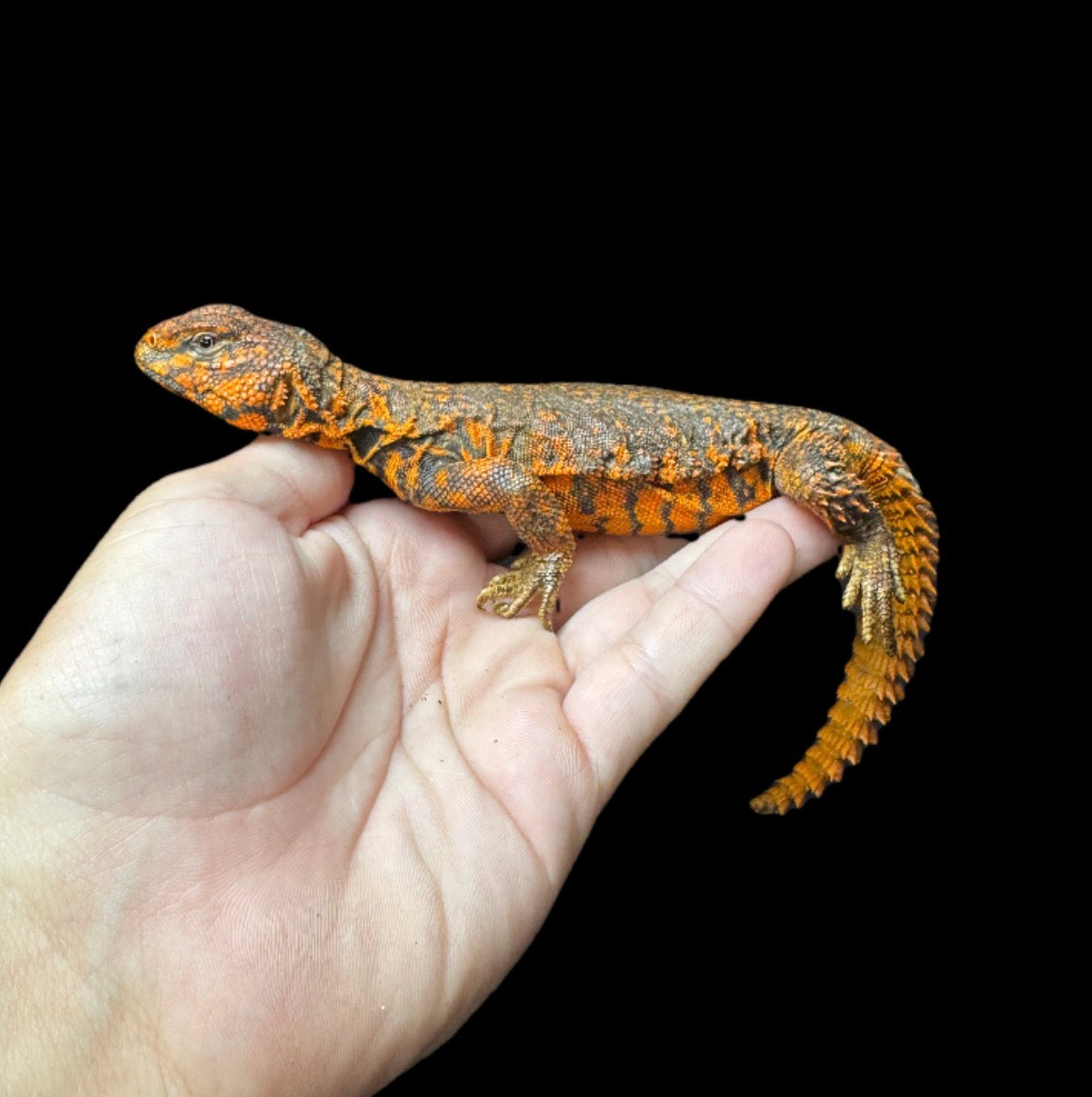 Adult Red Uromastyx