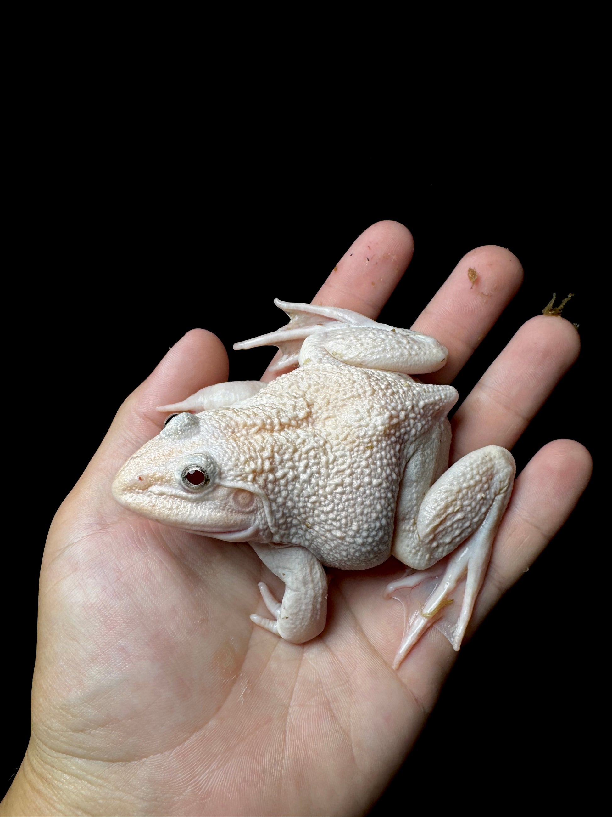 Albino Chungus Frog (Asian Bullfrog)