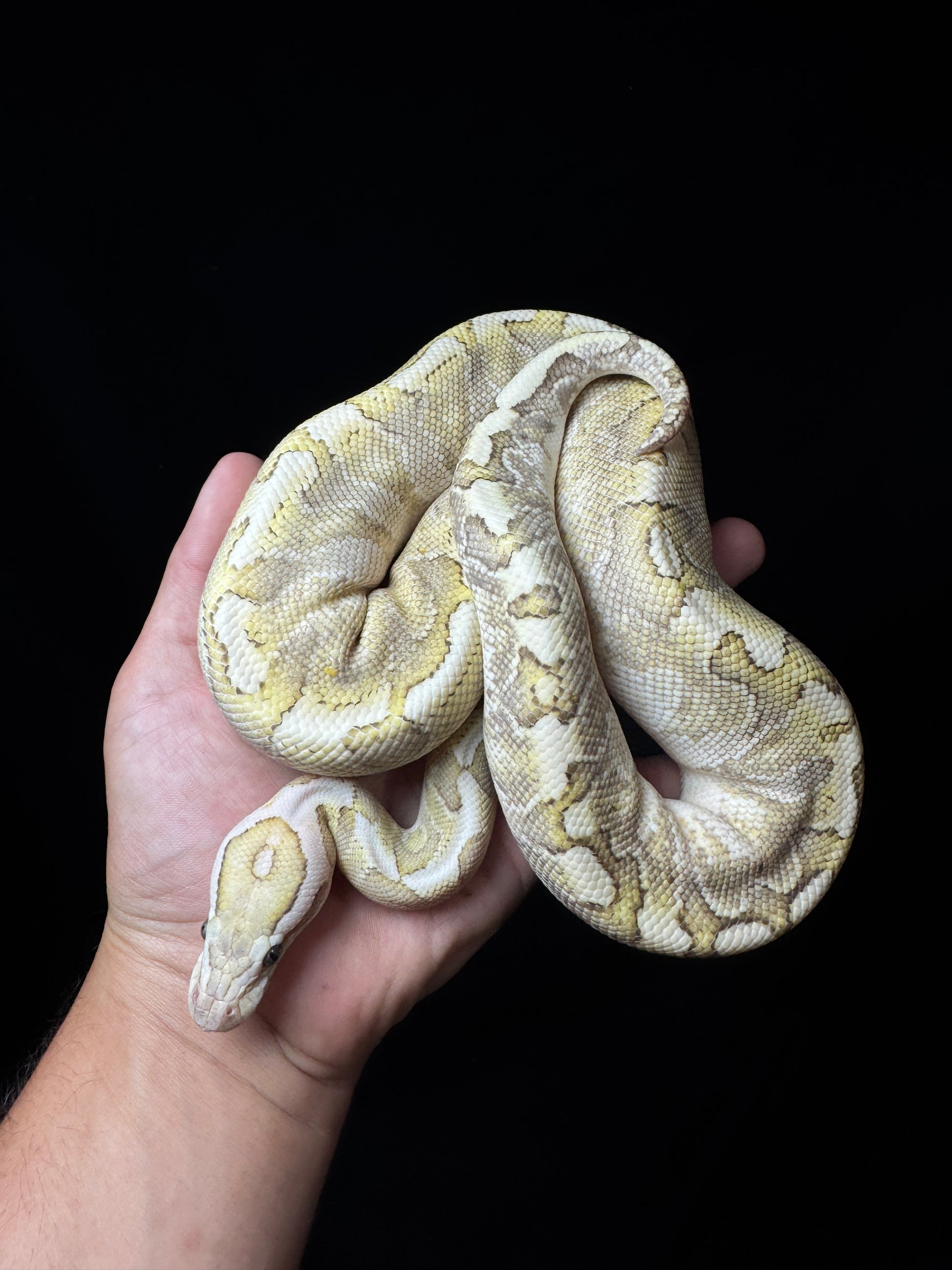 Male pastel echi bamboo bongo het clown