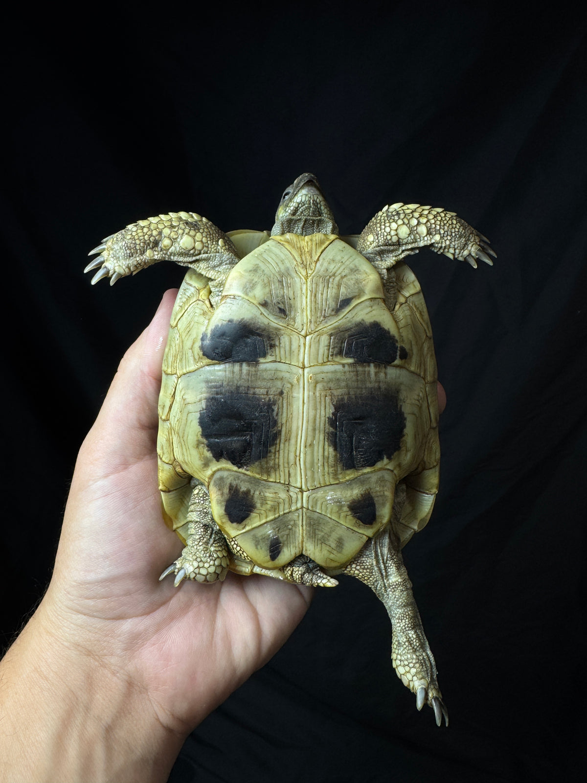 #3 USACB Female Hermann’s Tortoise