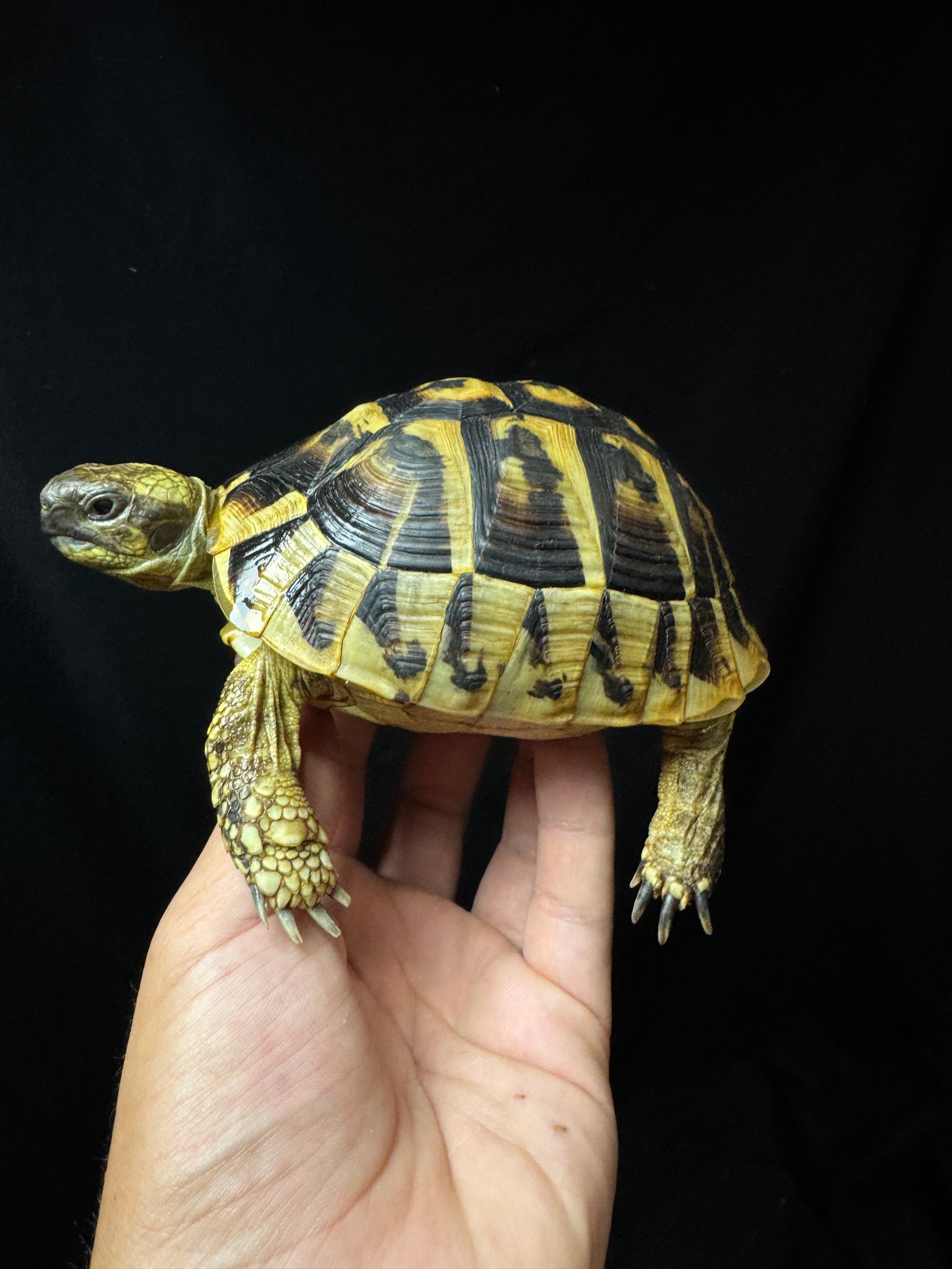#19 Female USACB Hermann’s Tortoise