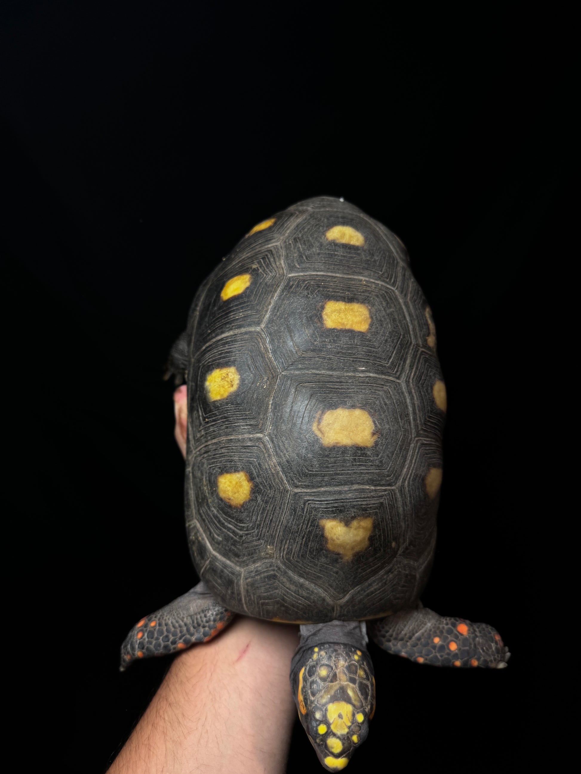 #50 B Grade Adult Female Redfoot