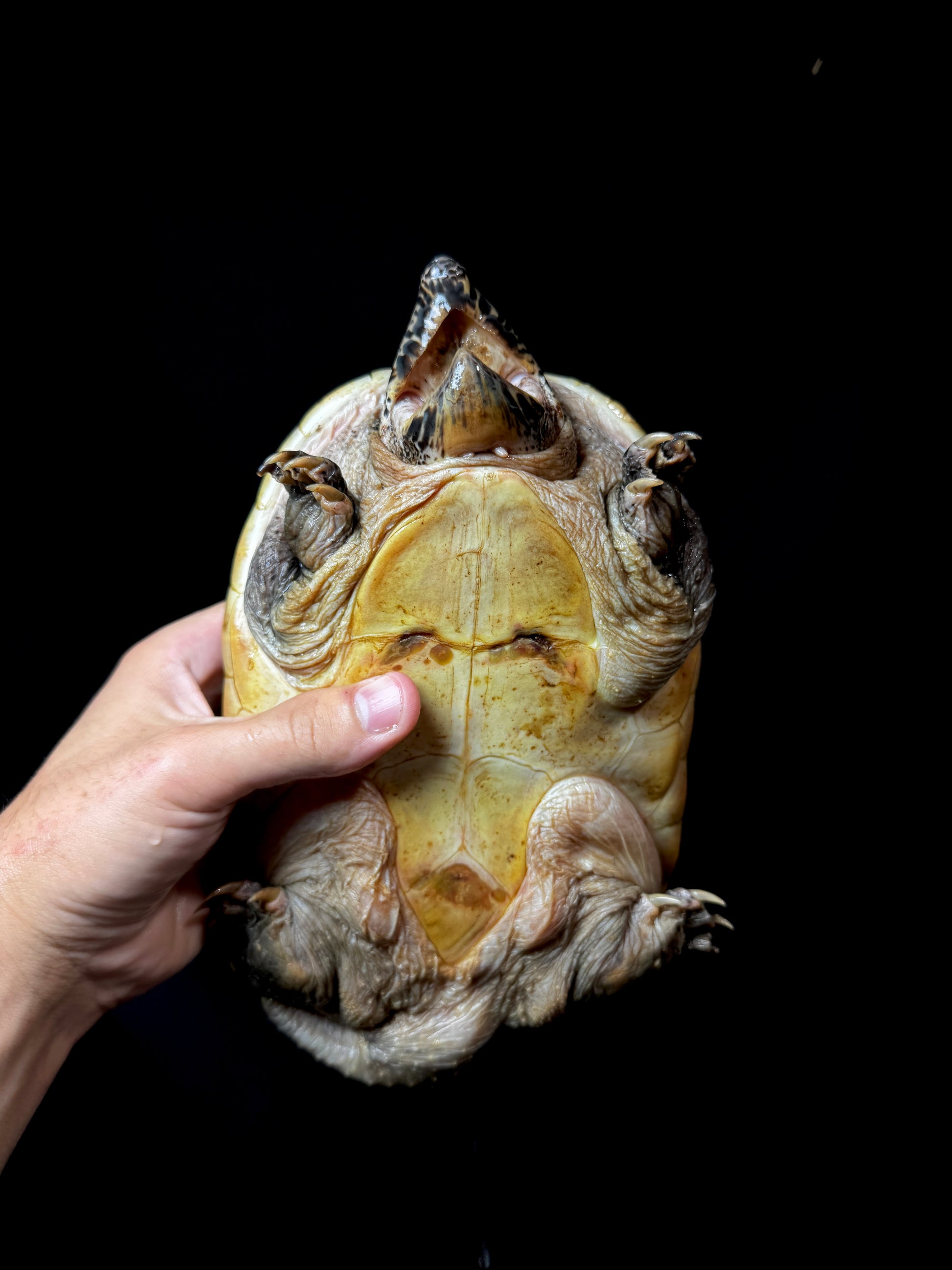 #3 Male GIANT Mexican Musk