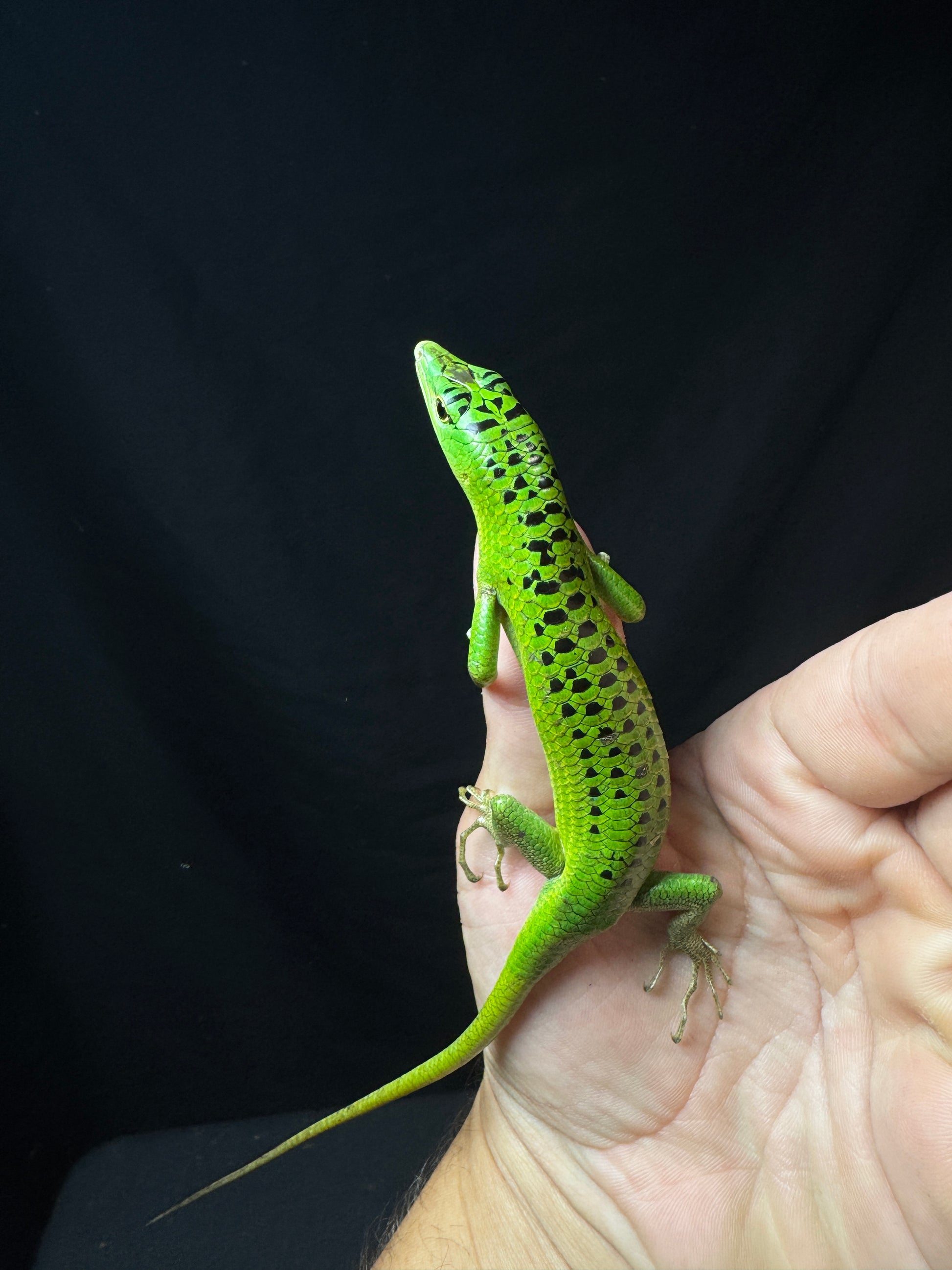 #7 Female Black Spotted Emerald Tree Skink