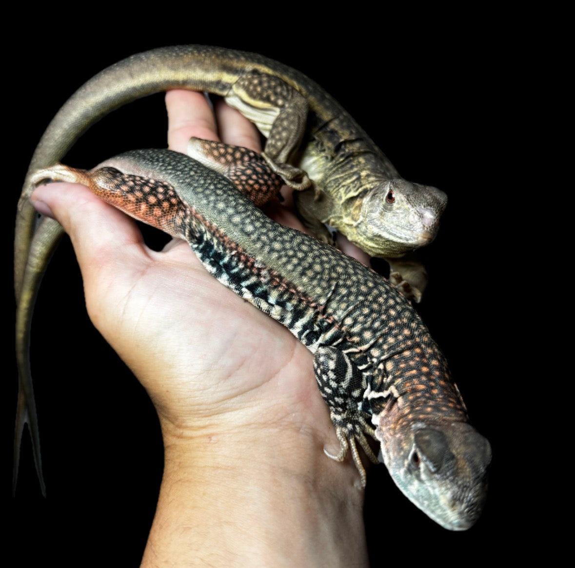Giant Butterfly Agama Pair