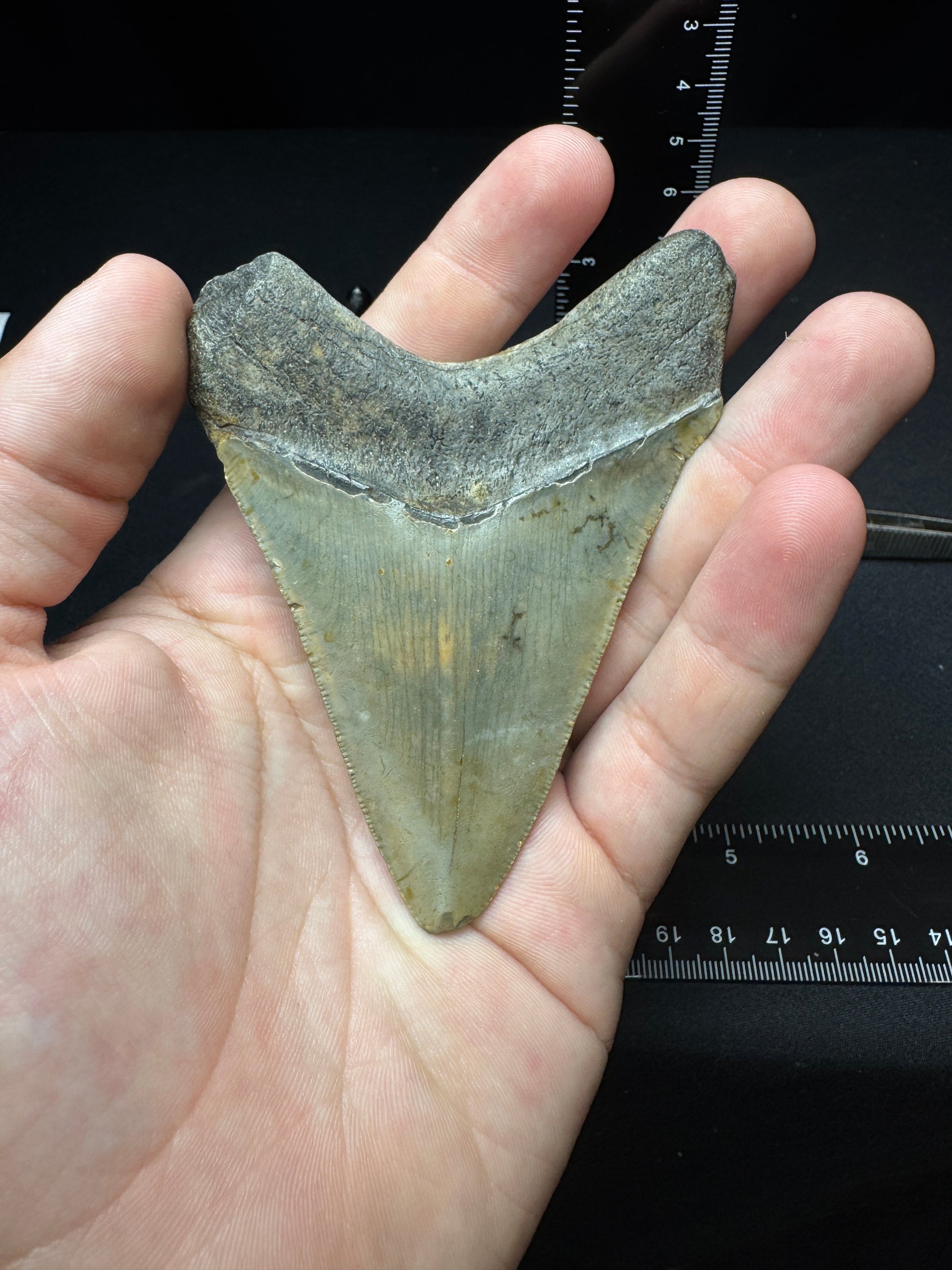 #12 3.75” Meg Tooth