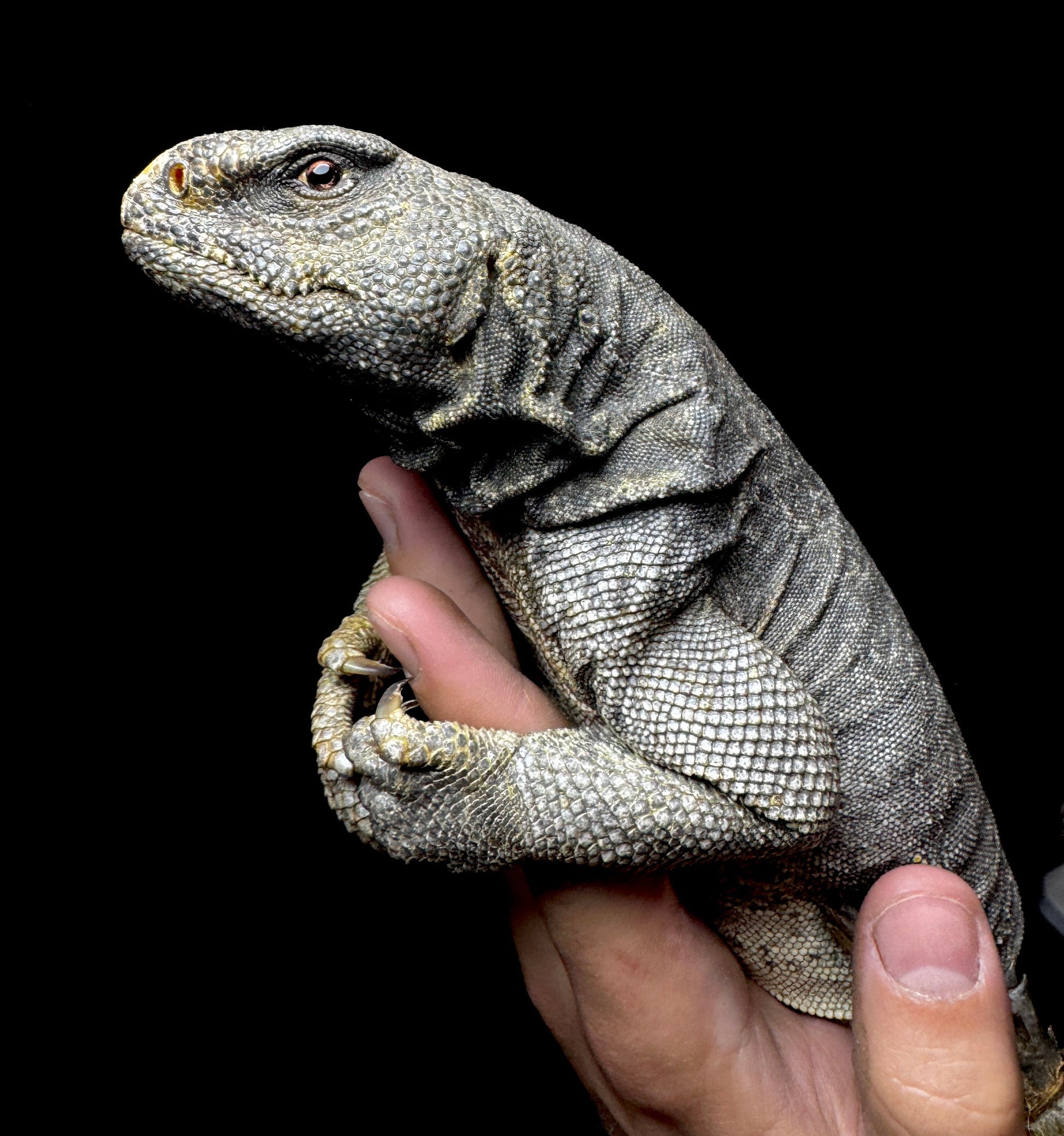 LTC GIANT Egyptian Uromastyx