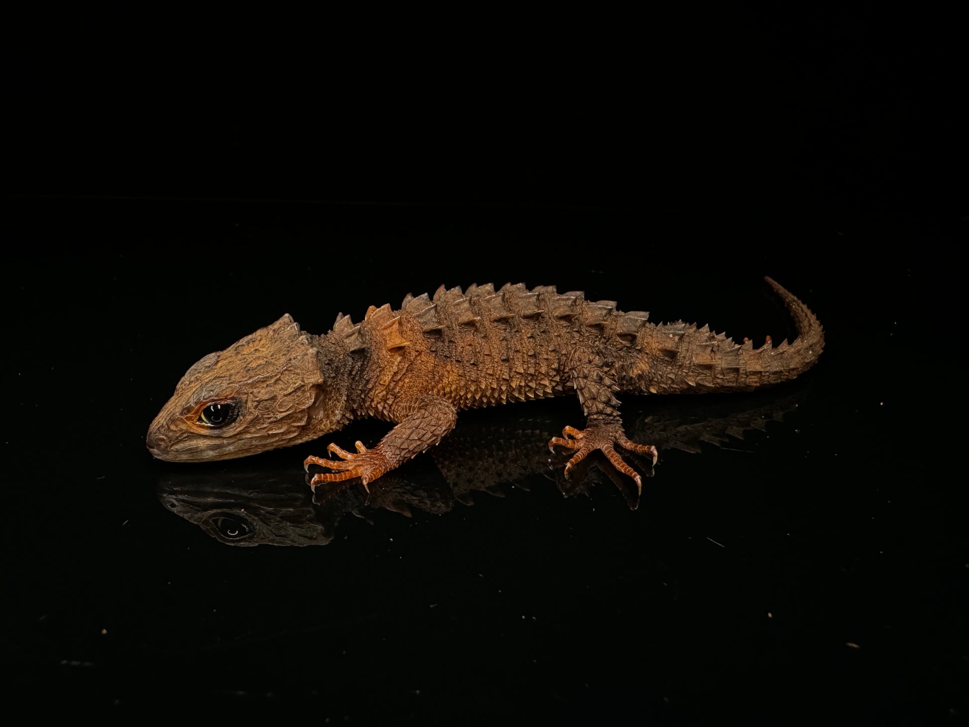 White Eyed Crocodile Skink