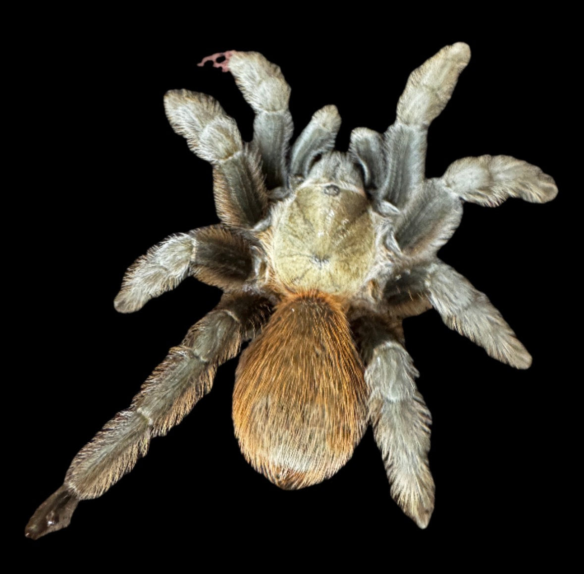 Adult Texas Tan Tarantula