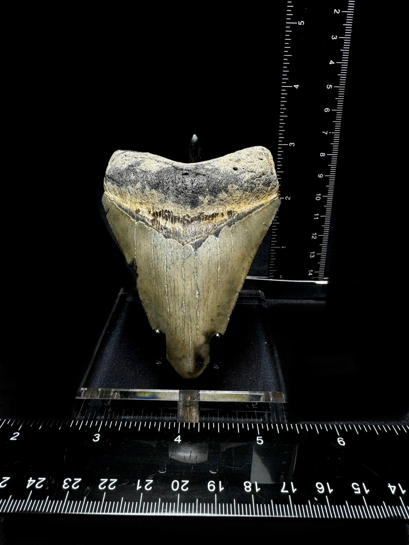 #14 3.9” Meg Tooth