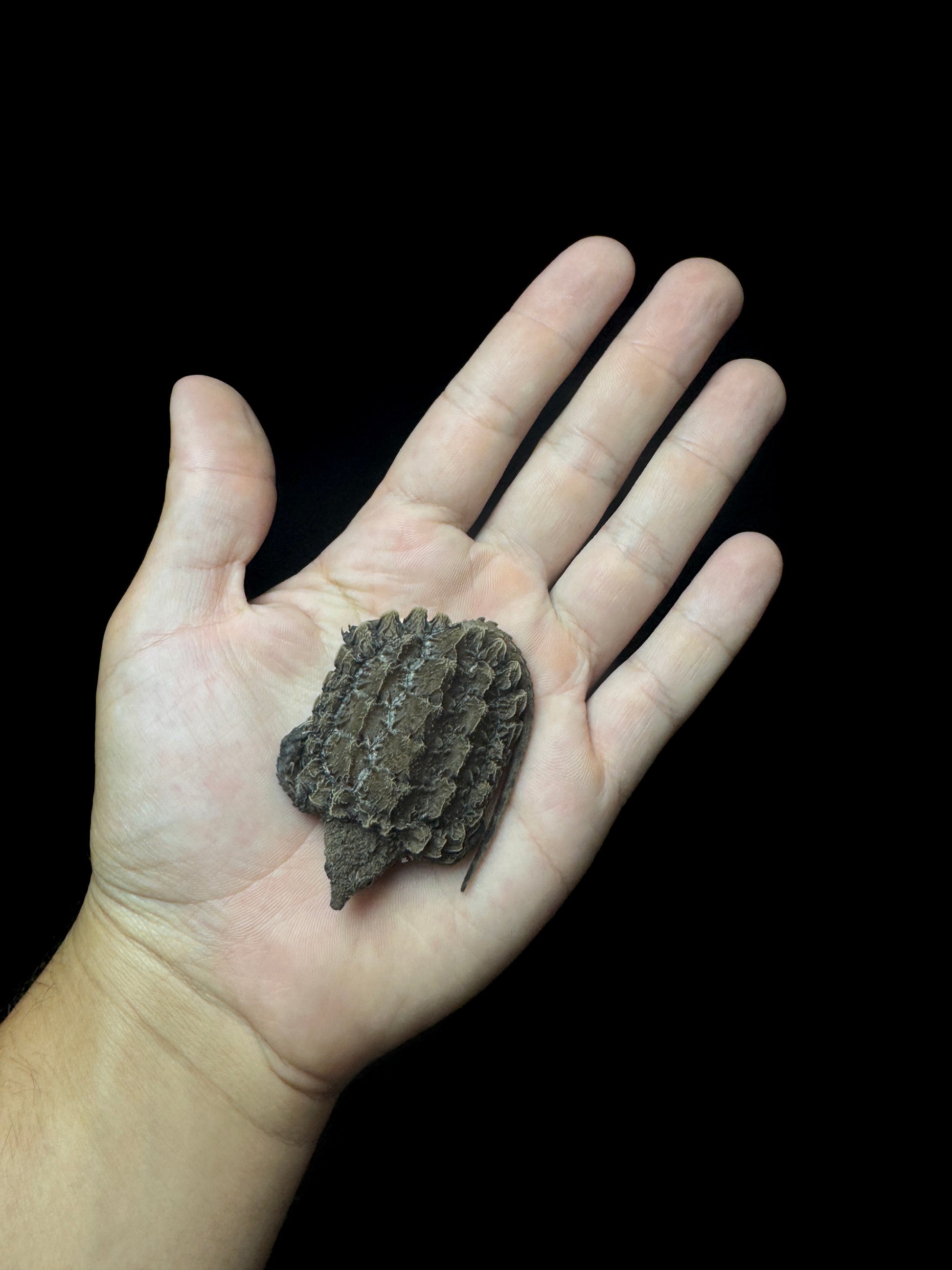 USACB Baby Alligator Snapping Turtle