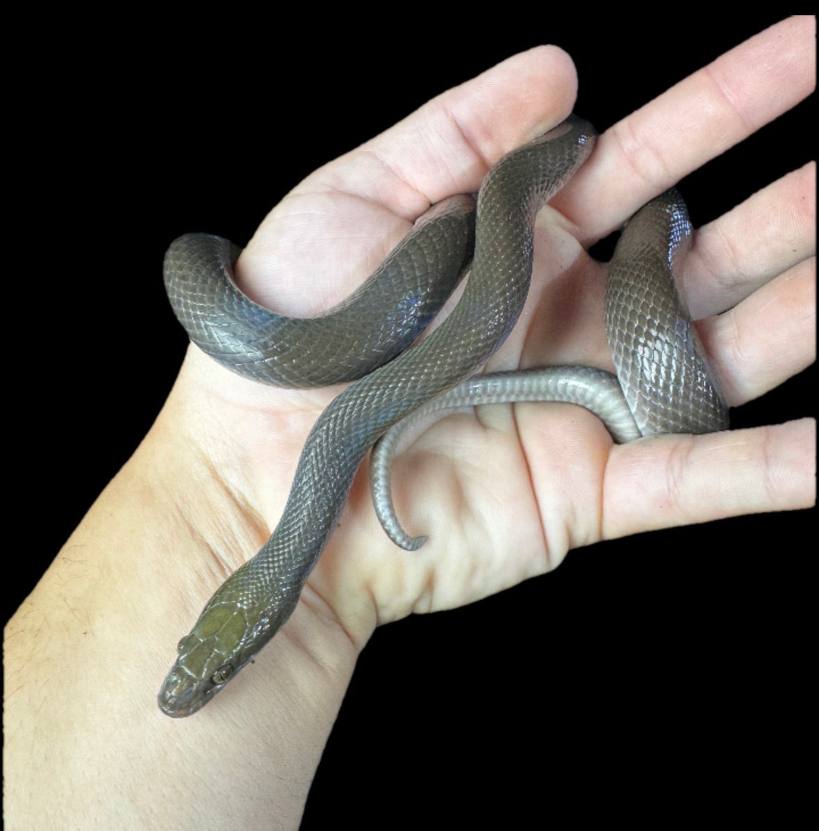 African Black House Snake