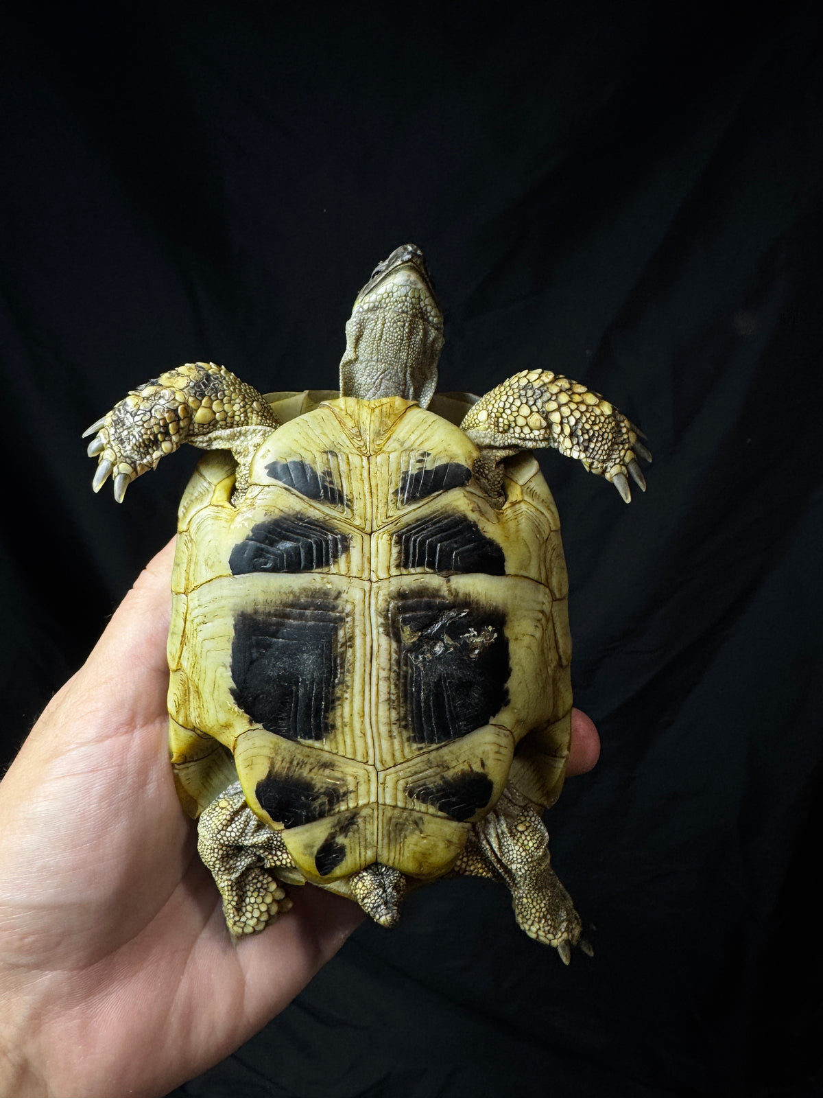 #4 Female Hermann’s Tortoise