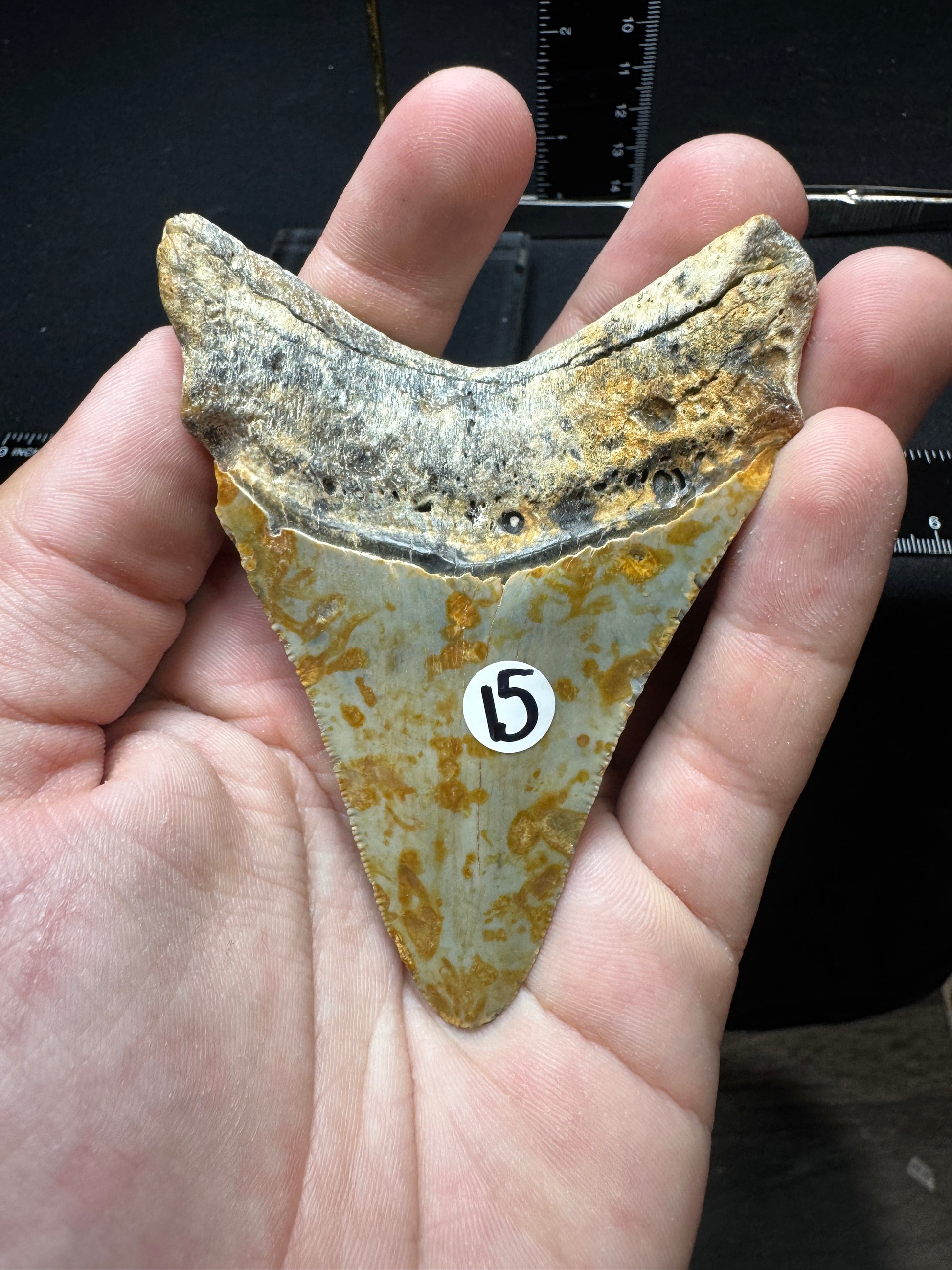#15 3.75” Meg Tooth (Copy)