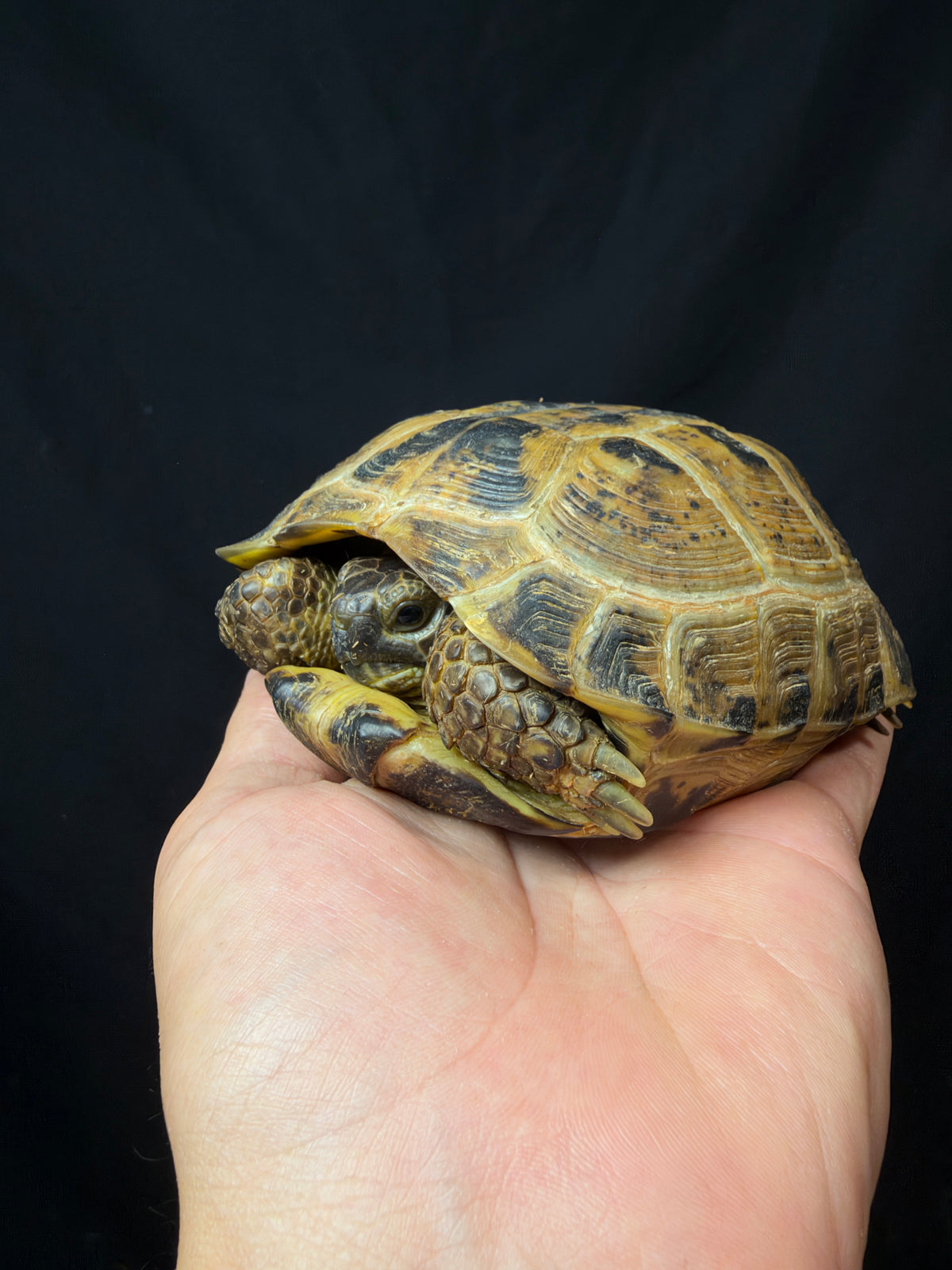 #1 Female Russian Tortoise