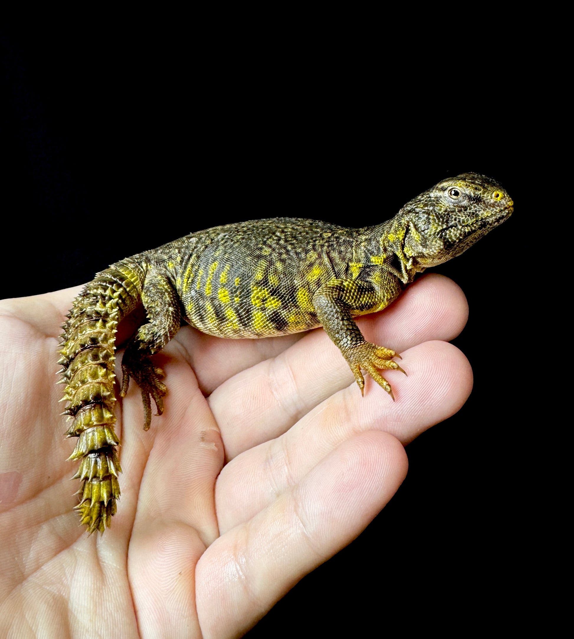 EXACT Baby Yellow Uromastyx #1
