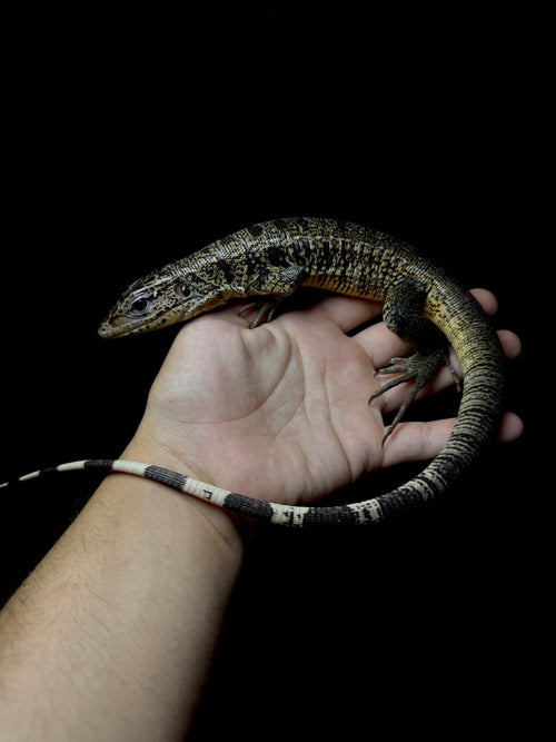 #1 Golden Tegu