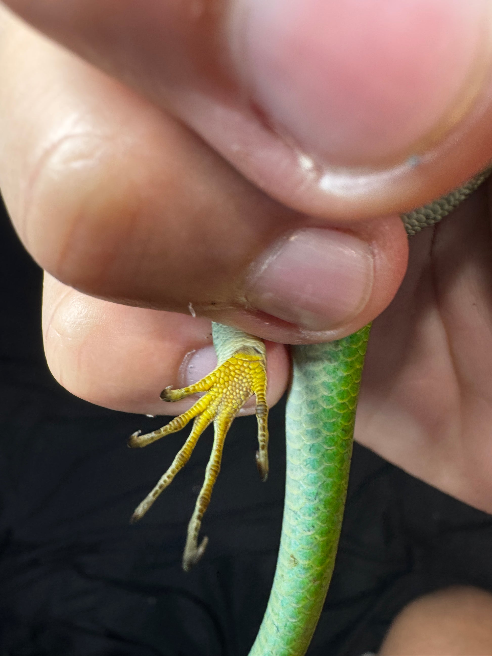 #3 Female Black Spotted Emerald Tree Skink