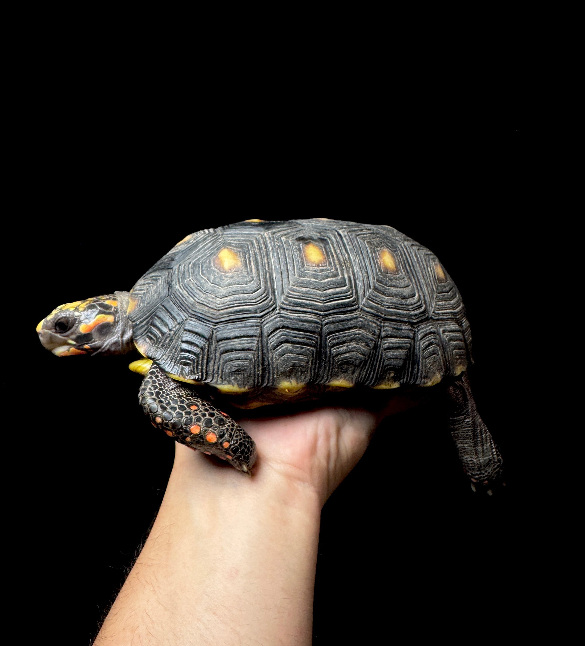 #2 USACB Female Medium RedFoot Tortoise