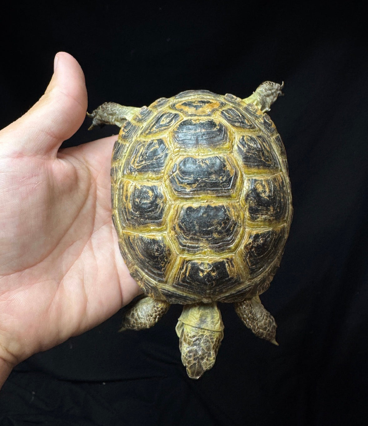 Female Russian Tortoise #10