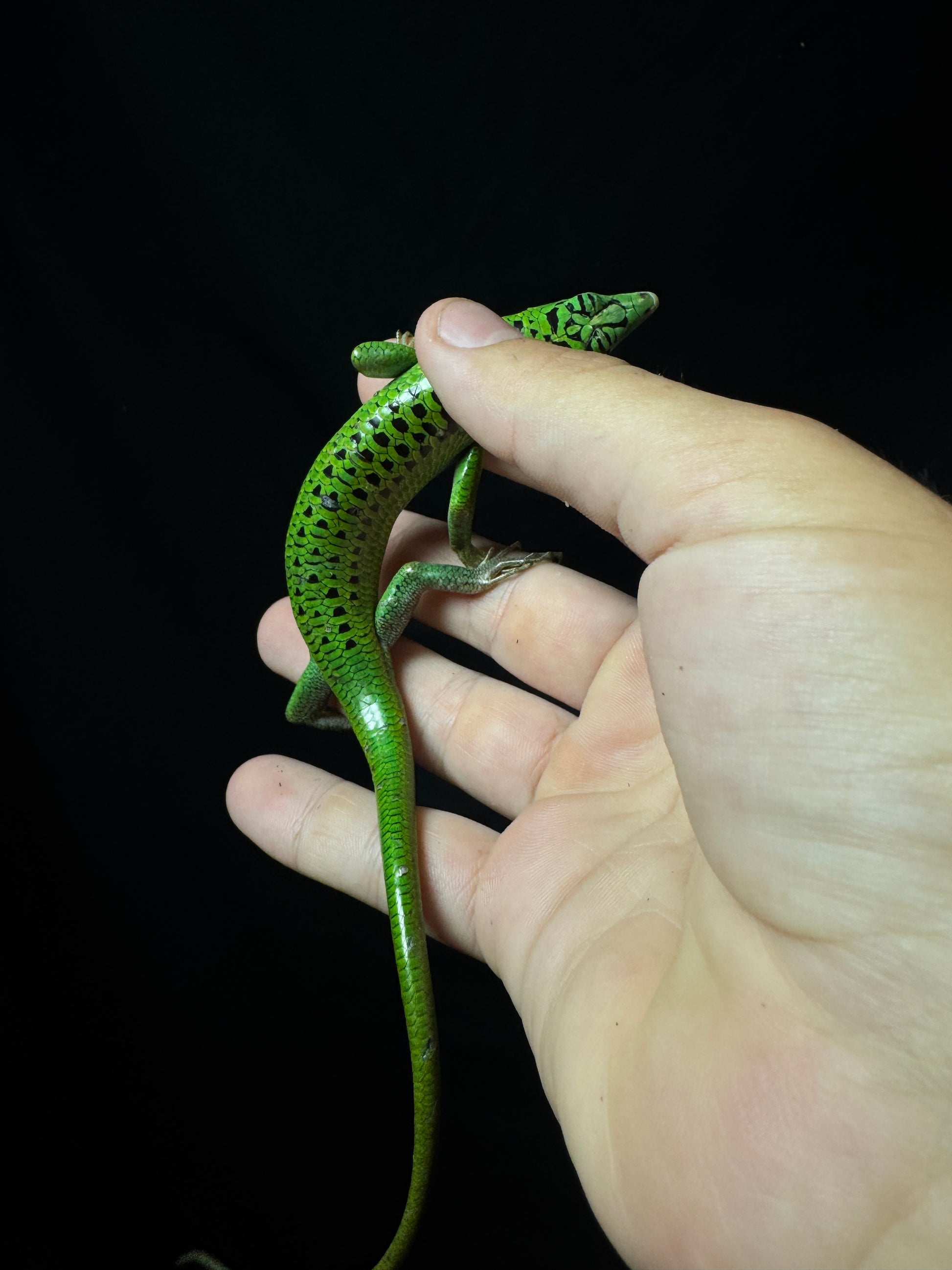 (Last one) #18 Female Black Spotted Emerald Tree Skink.