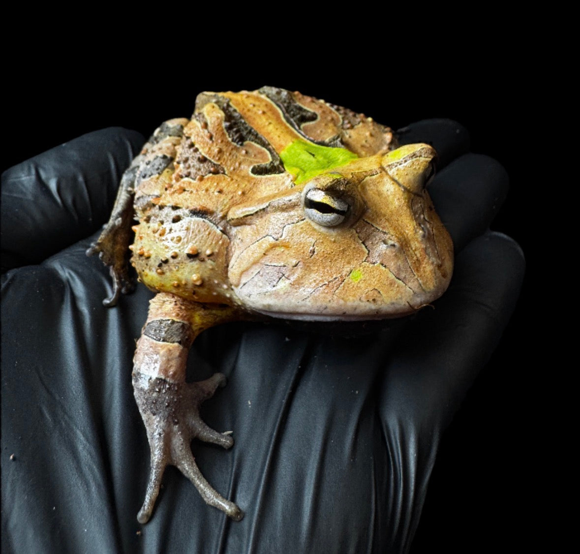 Green Horned Frog