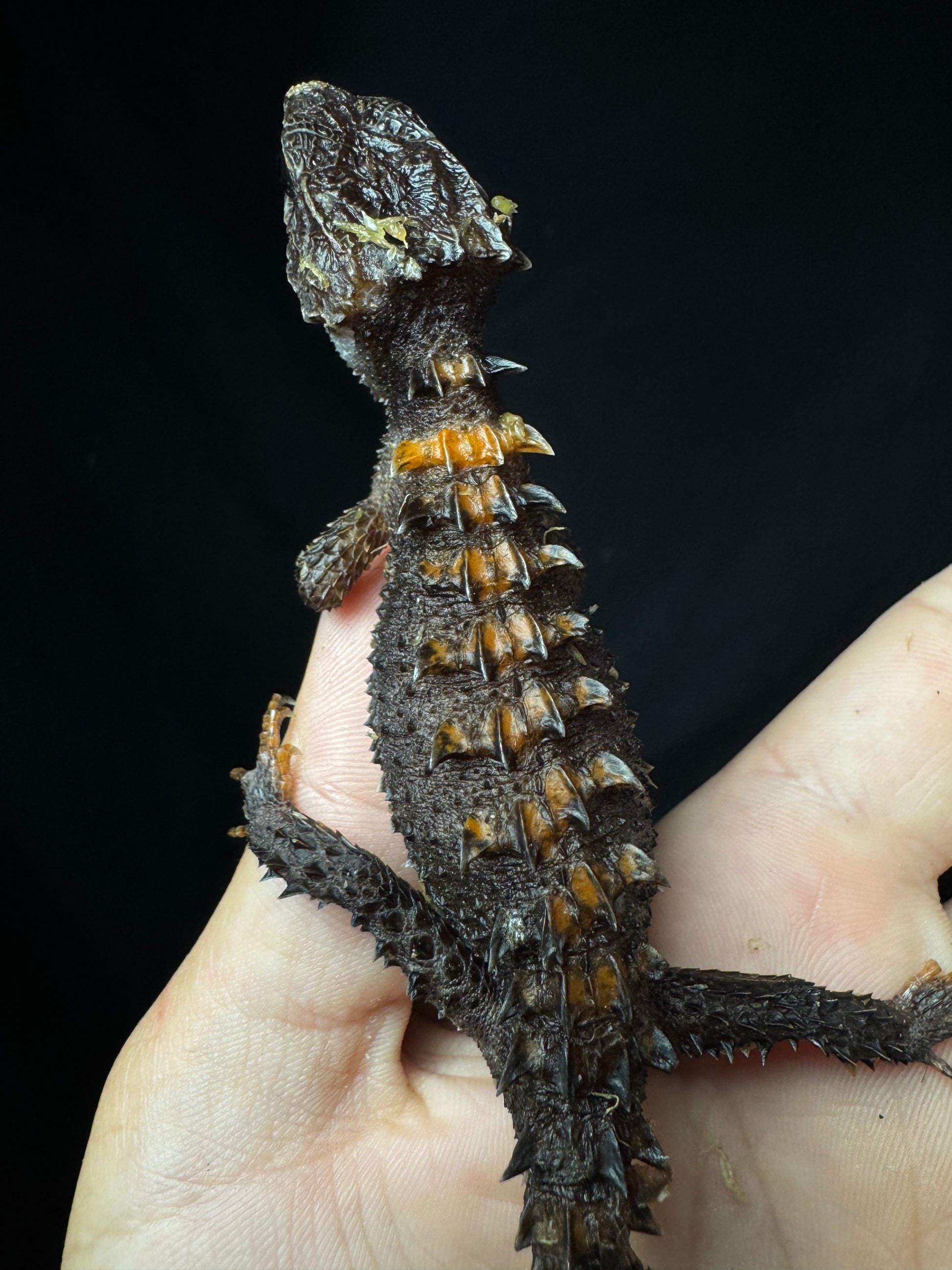 Flame Crocodile Skink Pair!