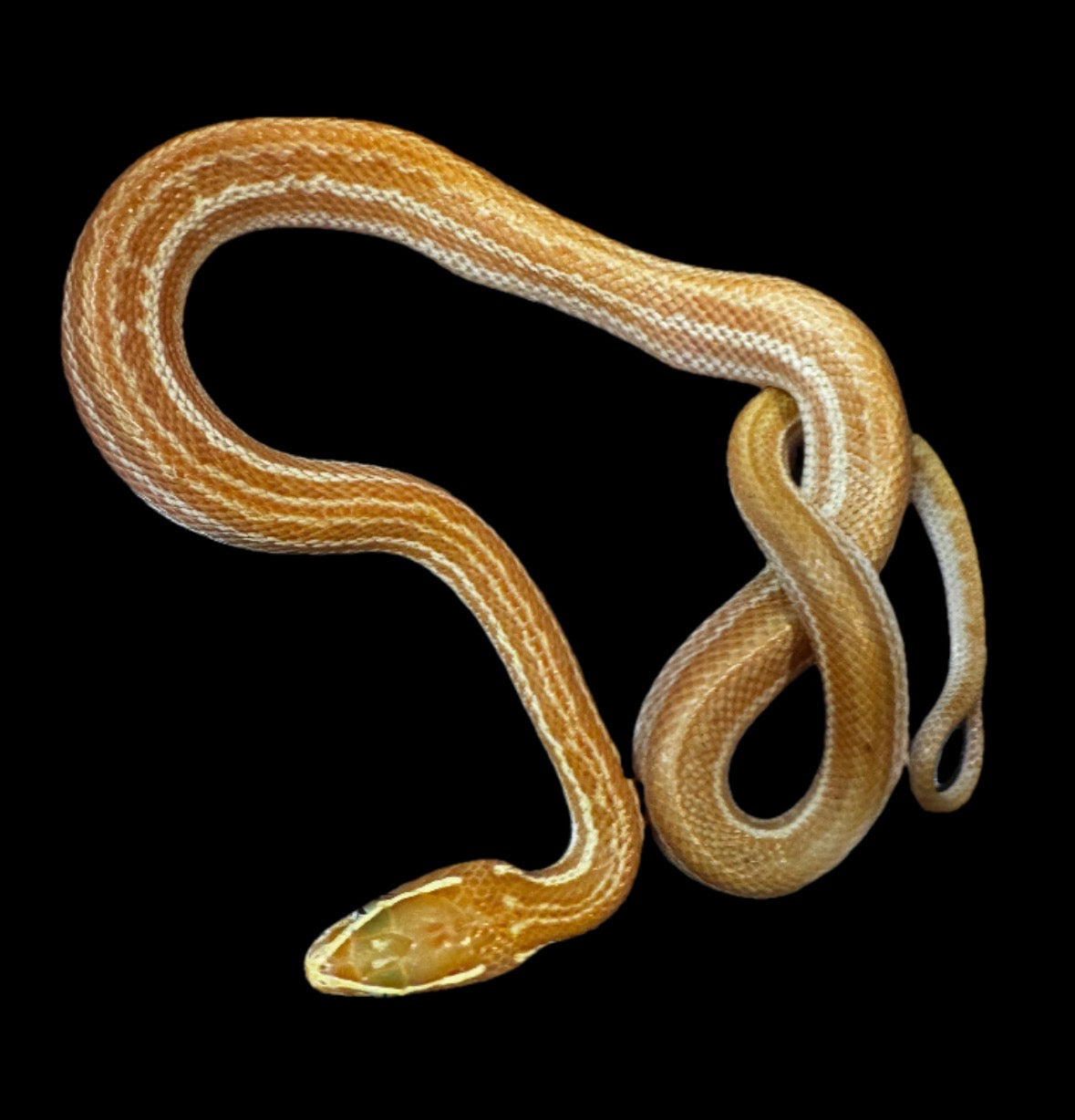USACB Baby Albino House Snake