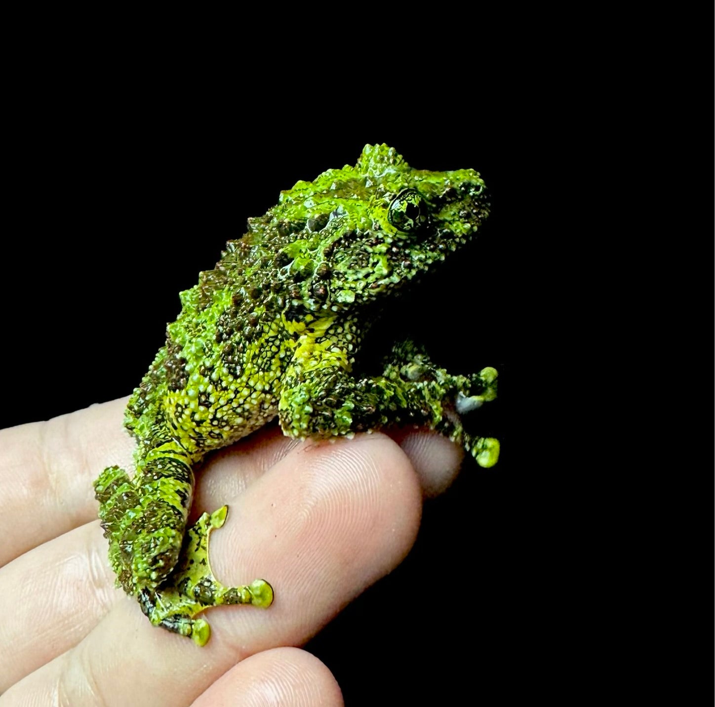USACB Adult Mossy Frog