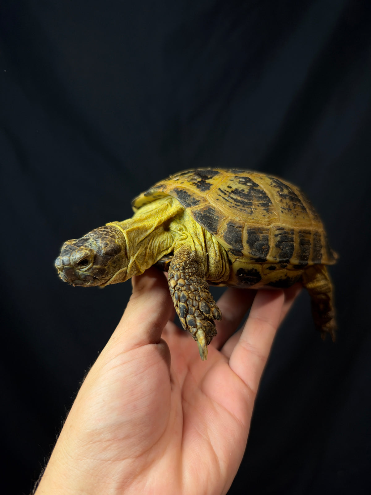 #1 Russian Tortoise Male