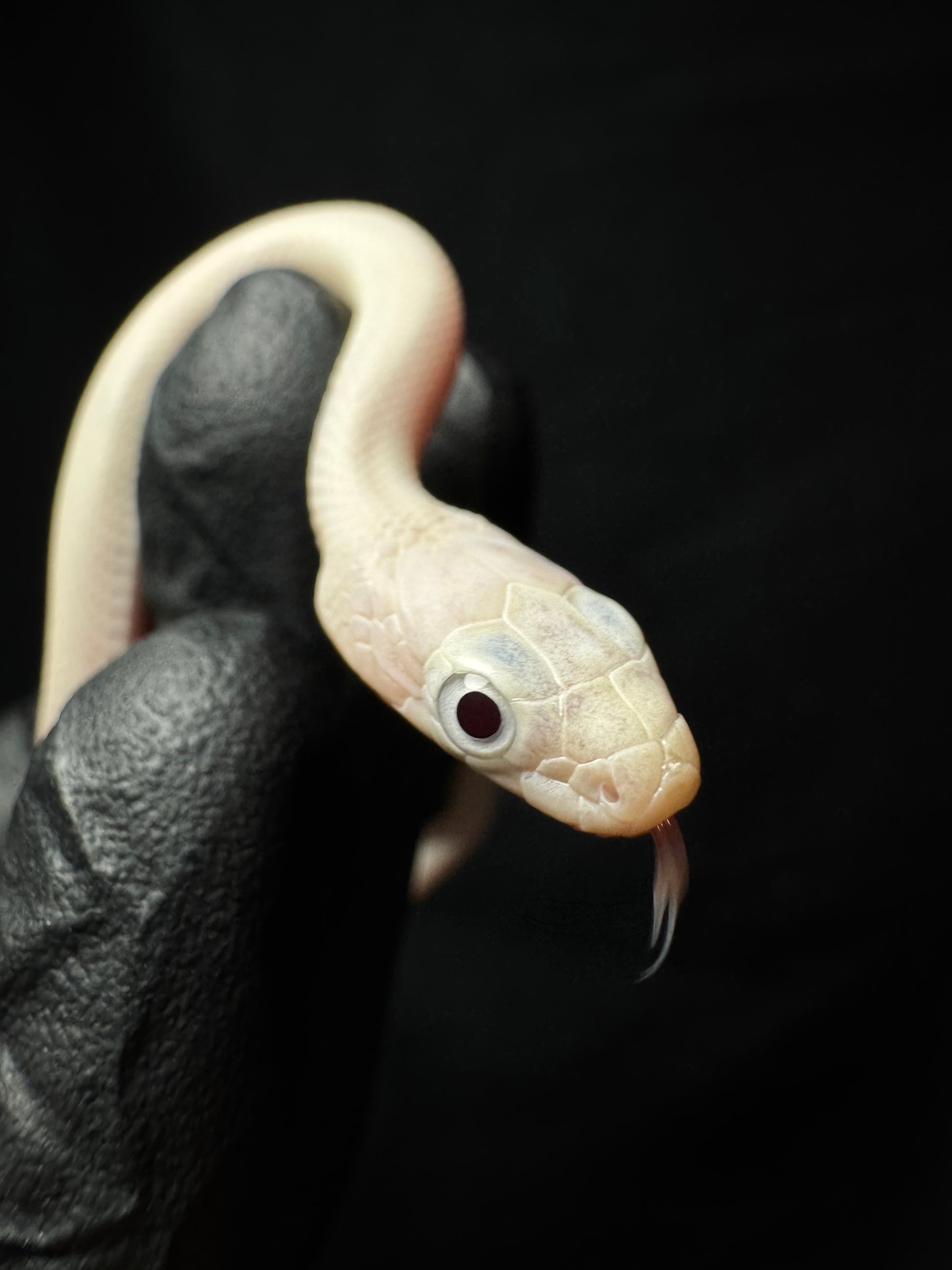 Leucitic Everglades Rat Snake!