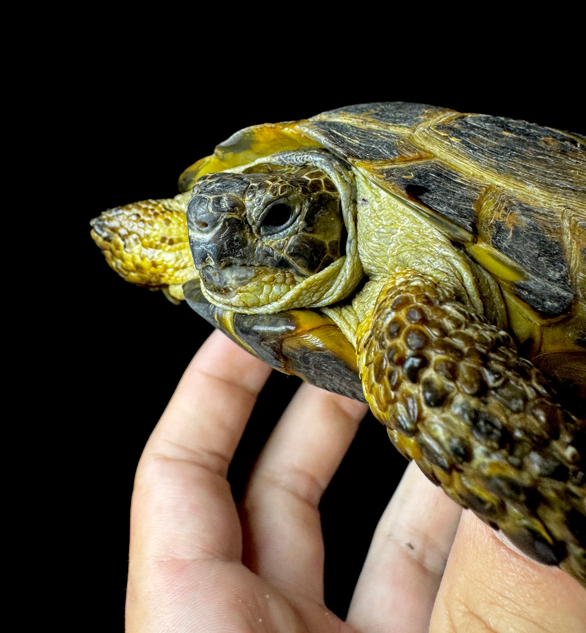 Exact Russian Tortoise Male #4