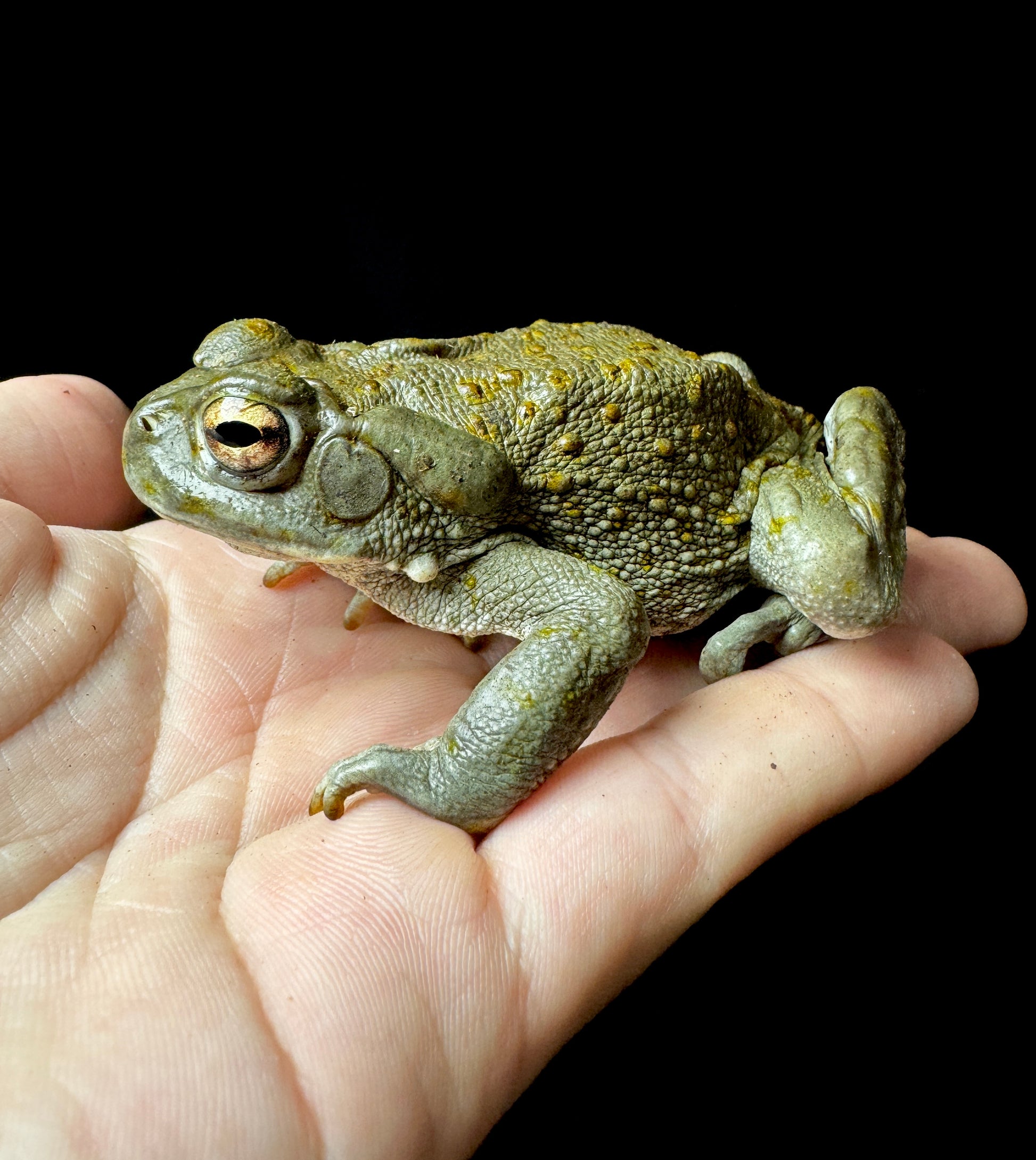 Juvinile Colorado River Toad