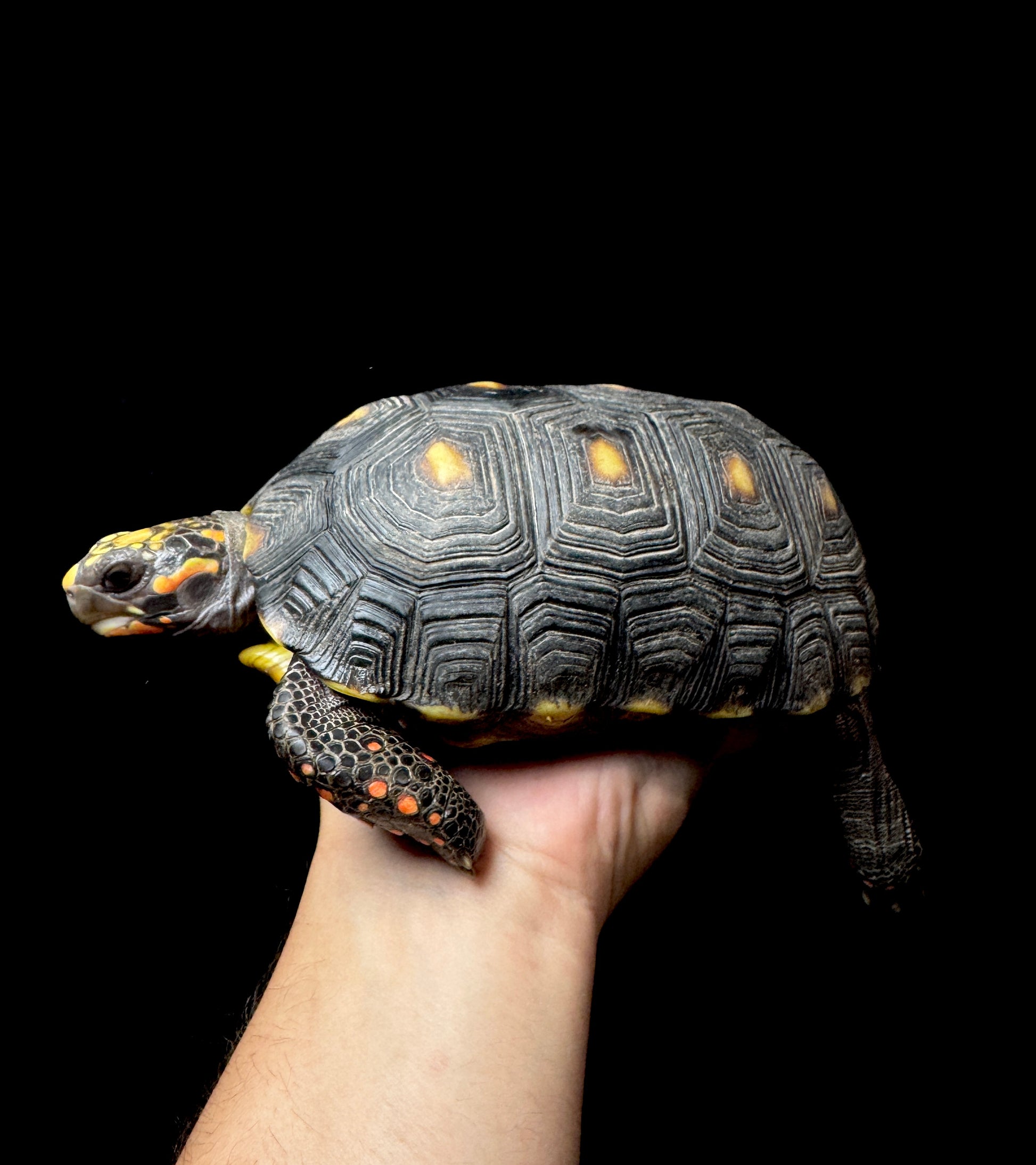 #2 USACB Female Medium RedFoot Tortoise