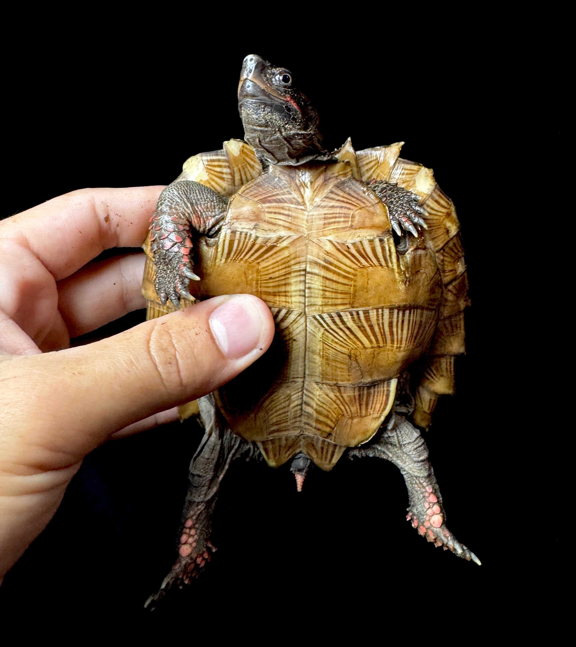 4” Spiny Hill Turtle!