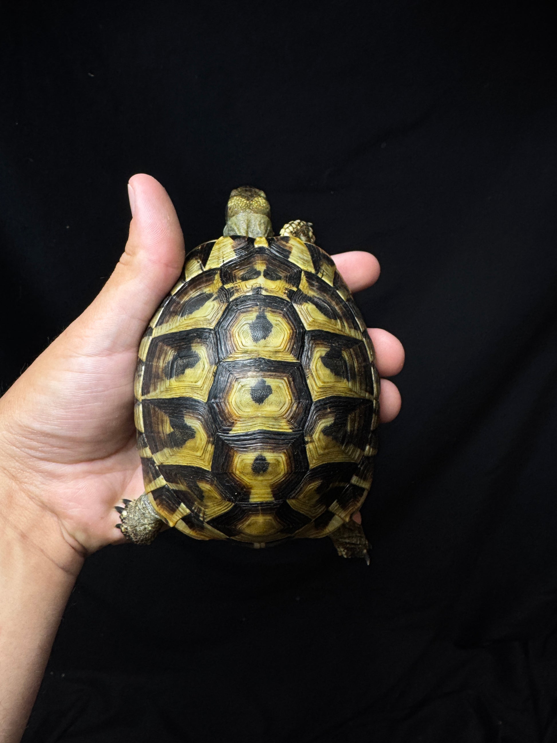 #16 Female USACB Hermann’s Tortoise