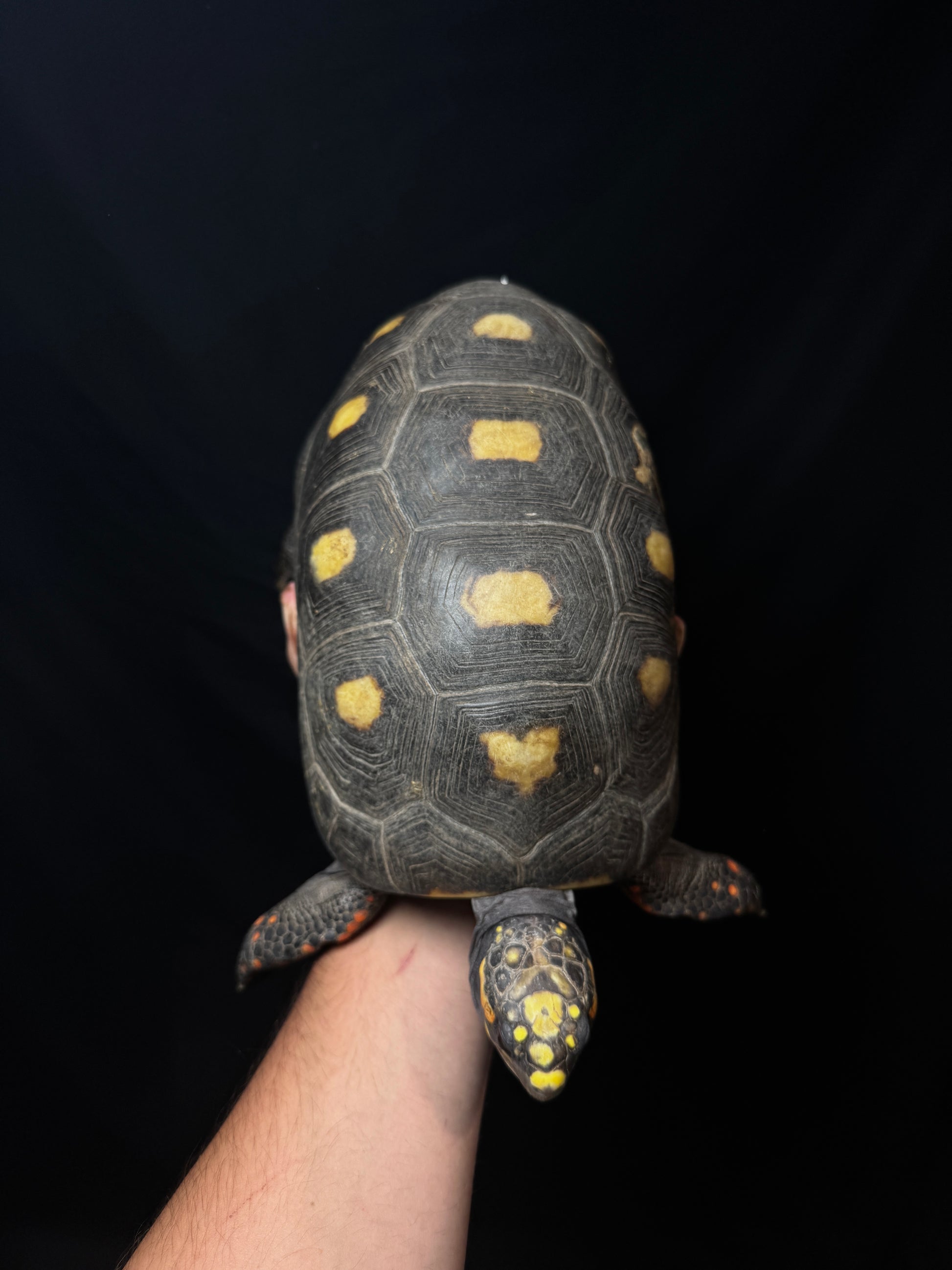 #50 B Grade Adult Female Redfoot