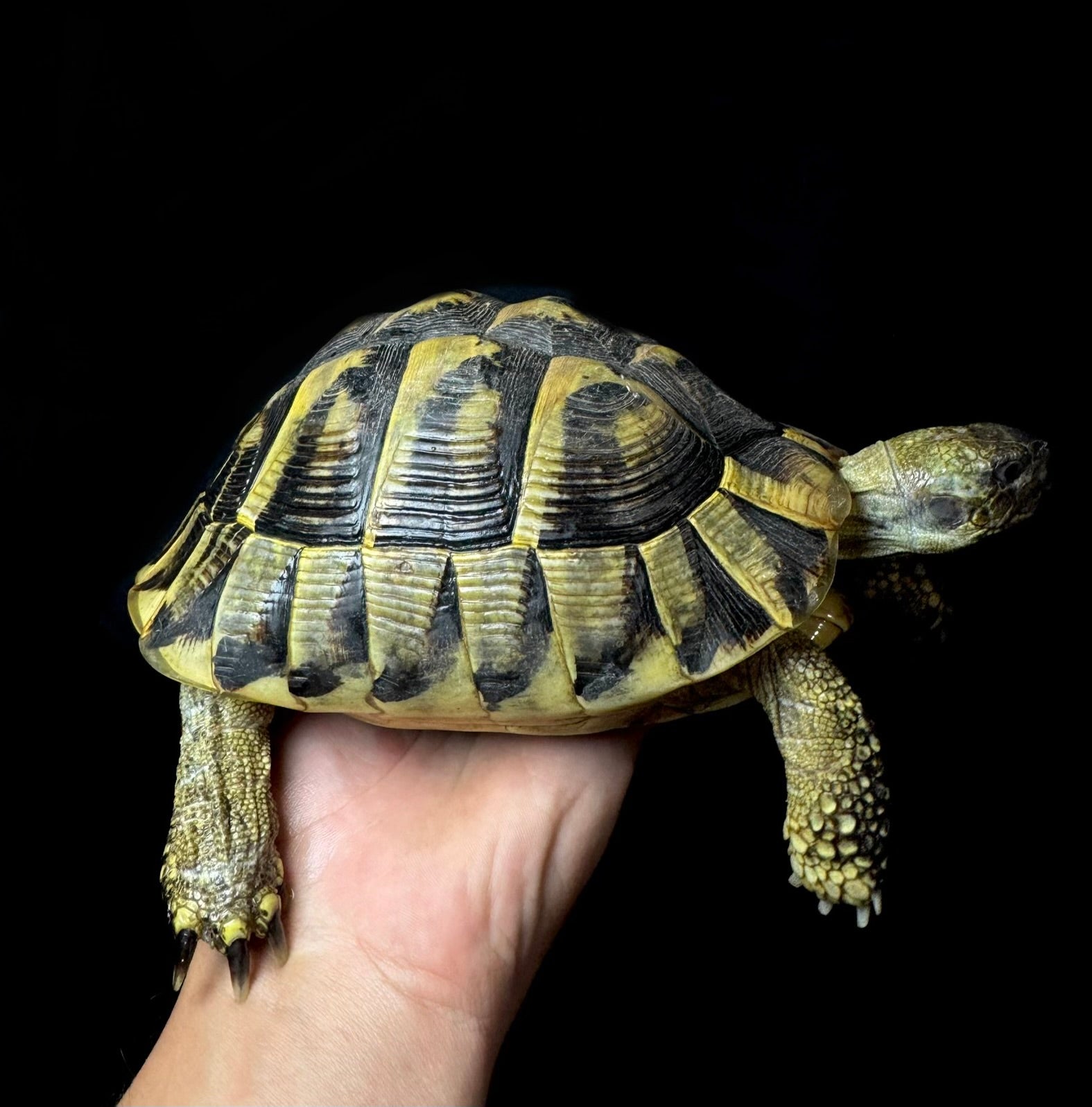 CB Breeder Female Herman’s Tortoise #1