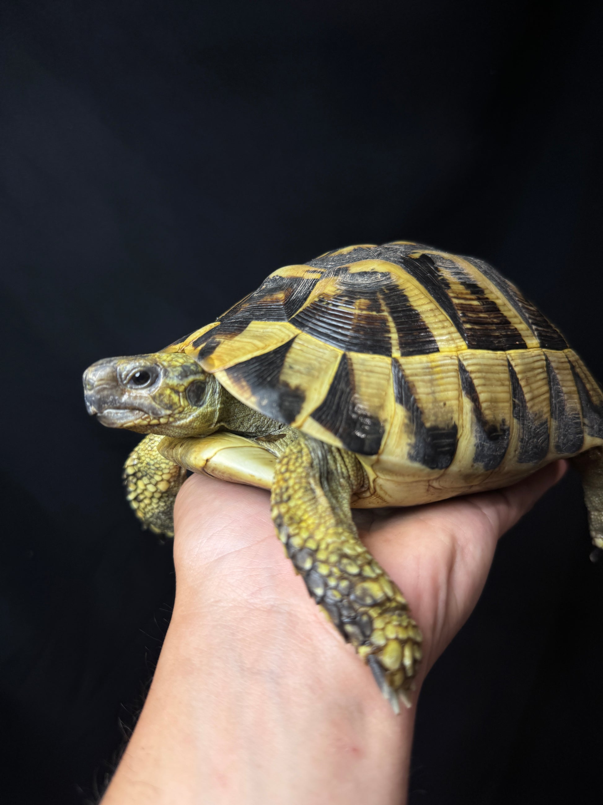 CB Breeder Herman’s Tortoise Female #2