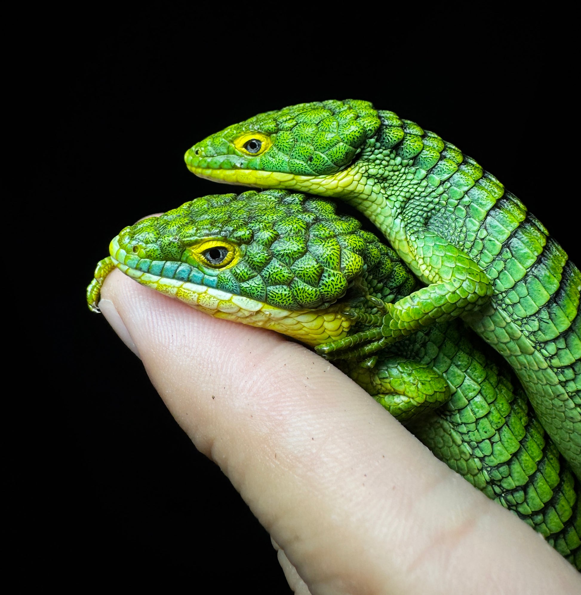 Stunning Mexican Alligator Lizard Pair (Abronia graminea)
