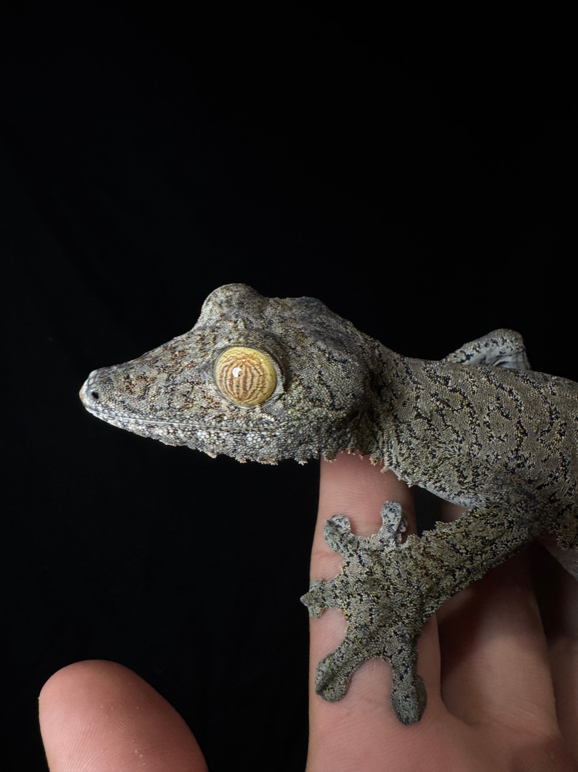 GIANT Female Fimbriatus #1