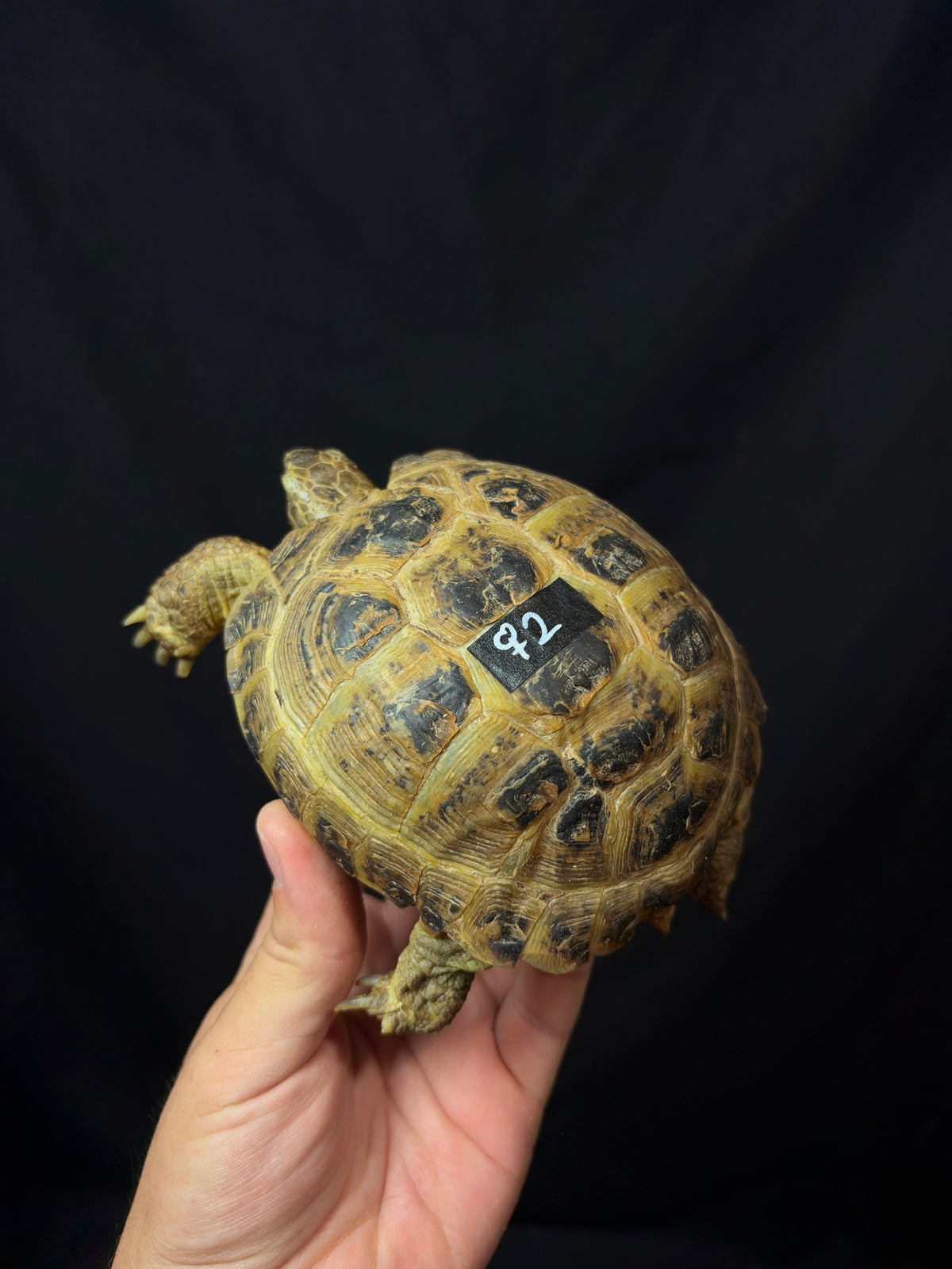 #2 Female Russian Tortoise