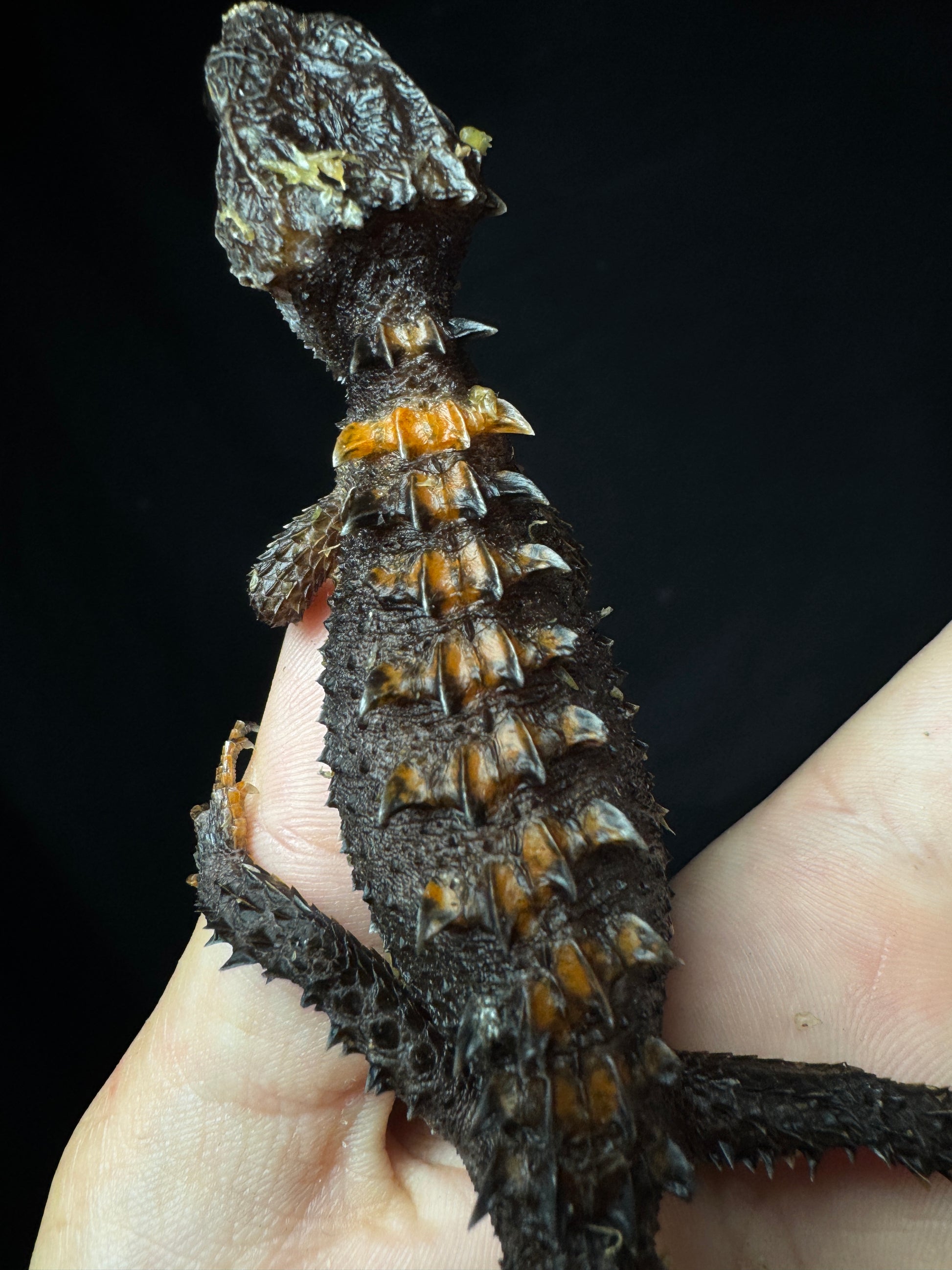Flame Crocodile Skink Pair!