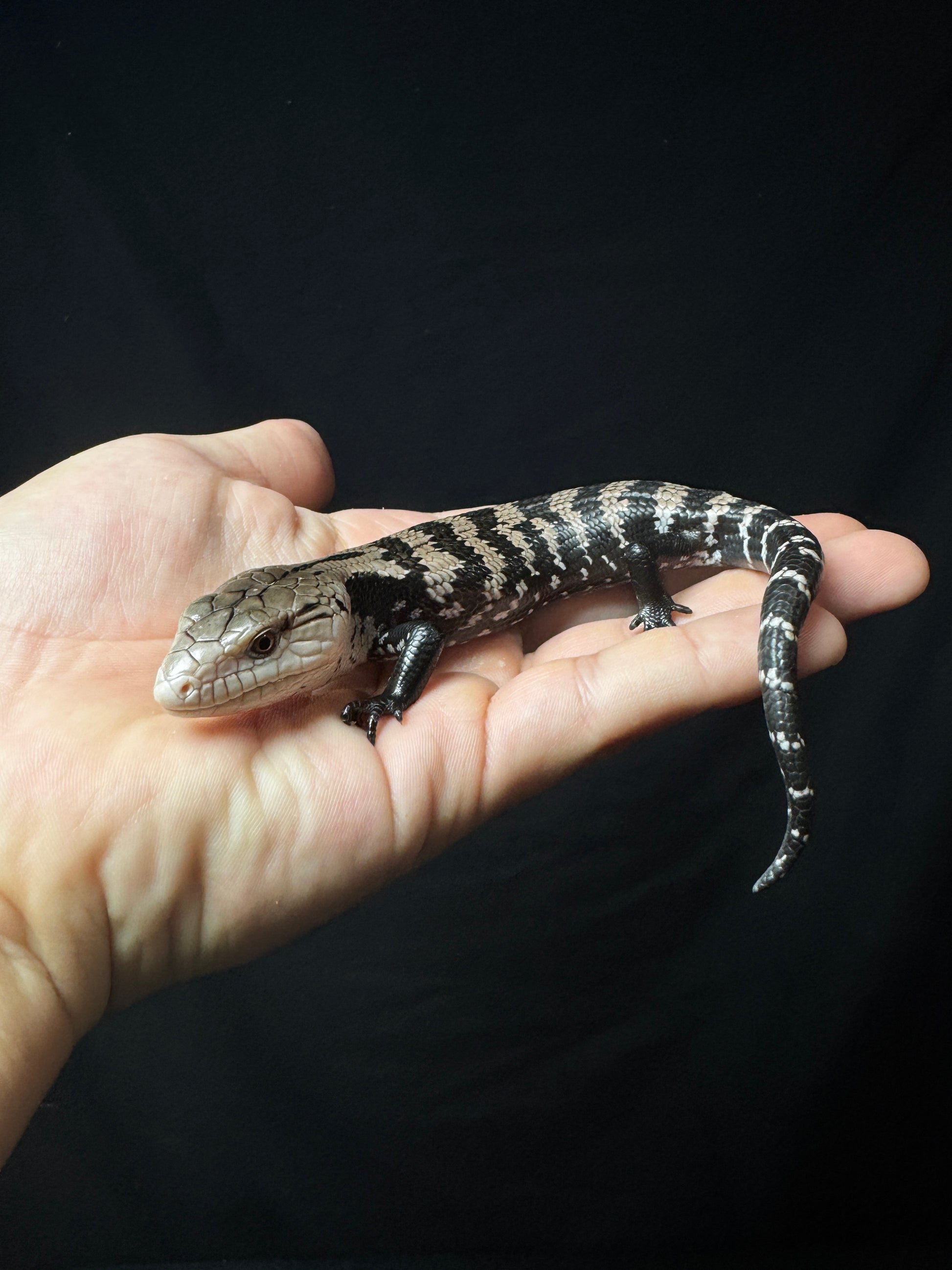 #31 Blue Tongue Skink