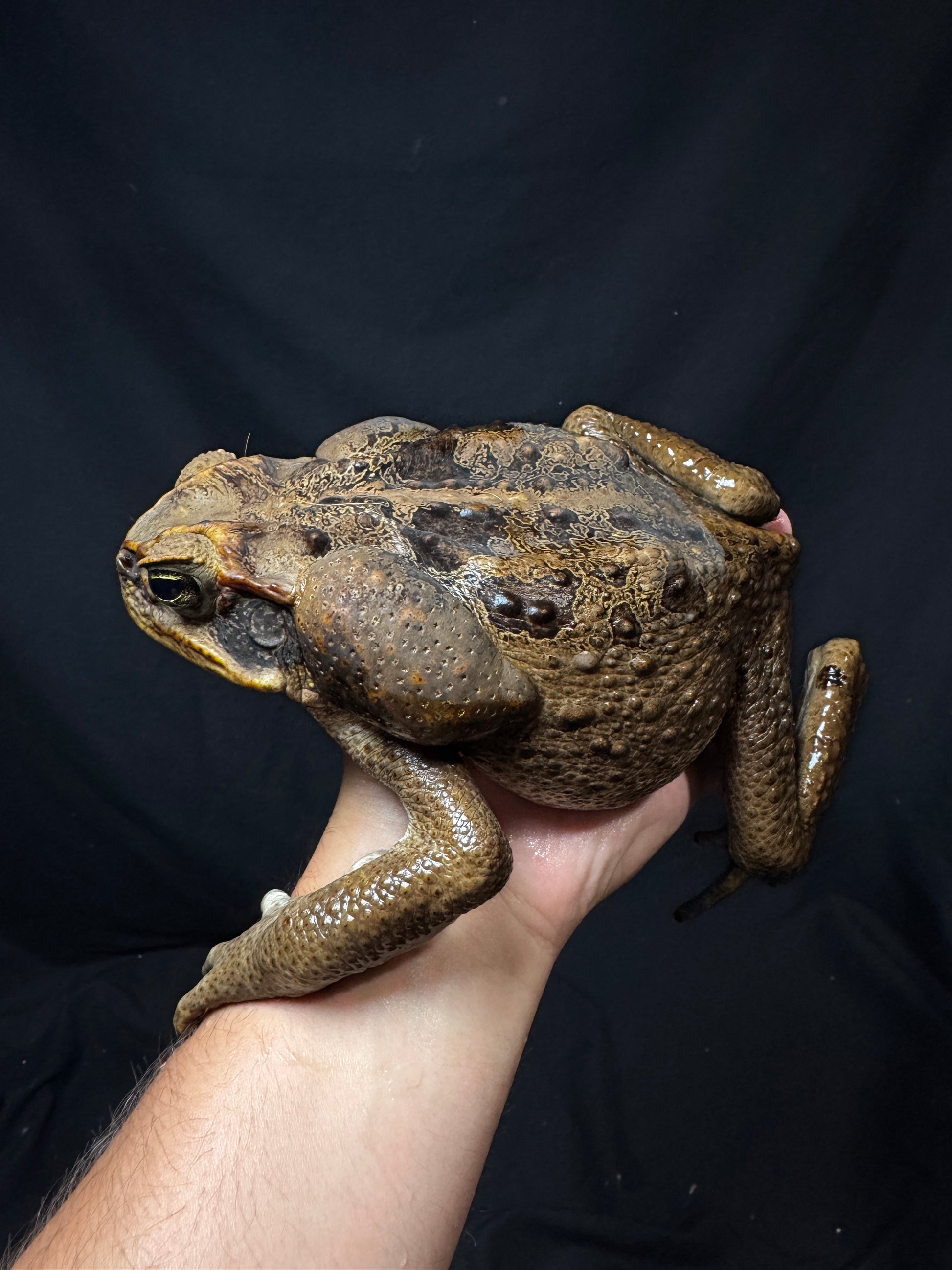 #2 XXL Marine Toad!