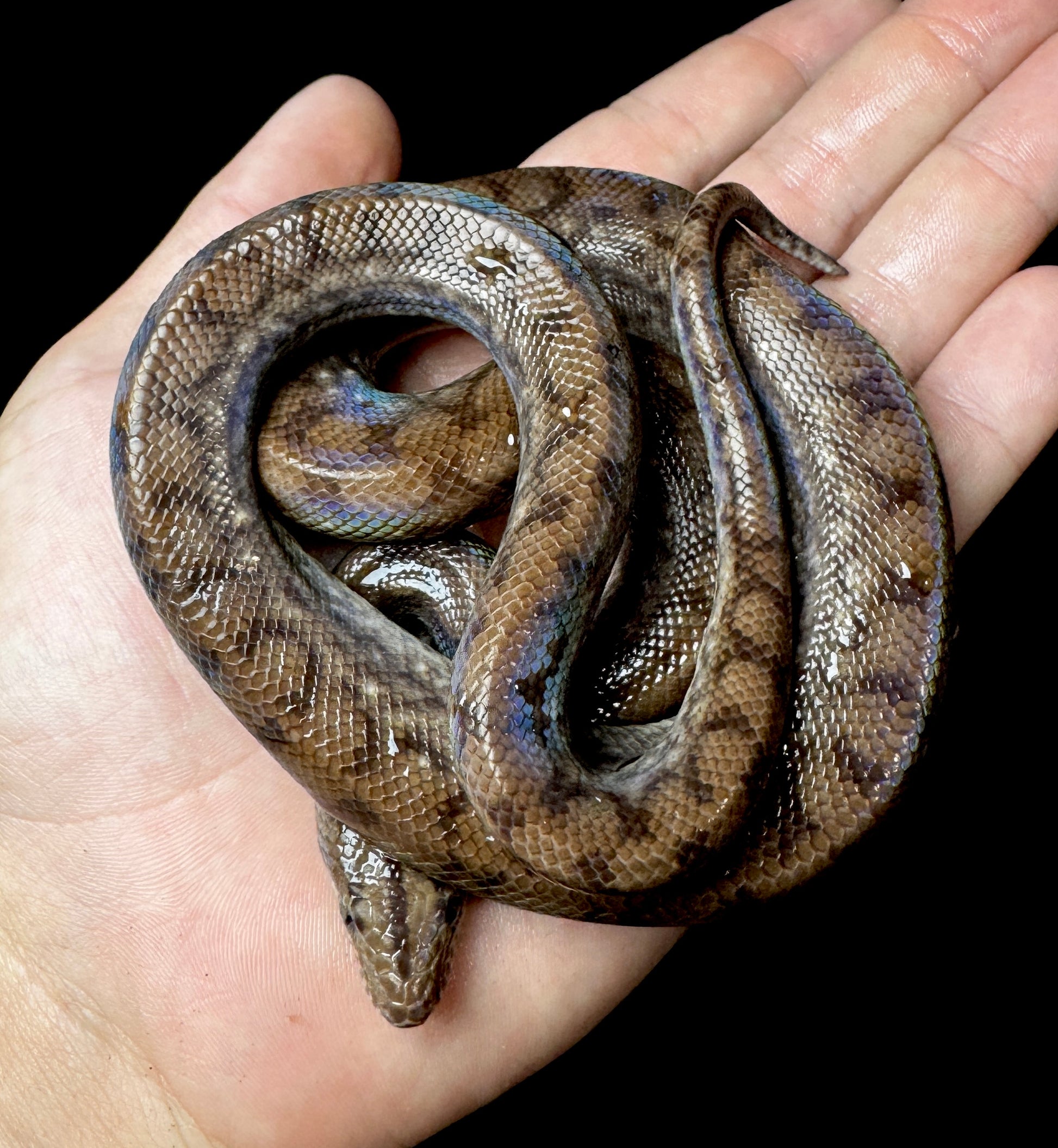 Juvenile Colombian Rainbiw Boa